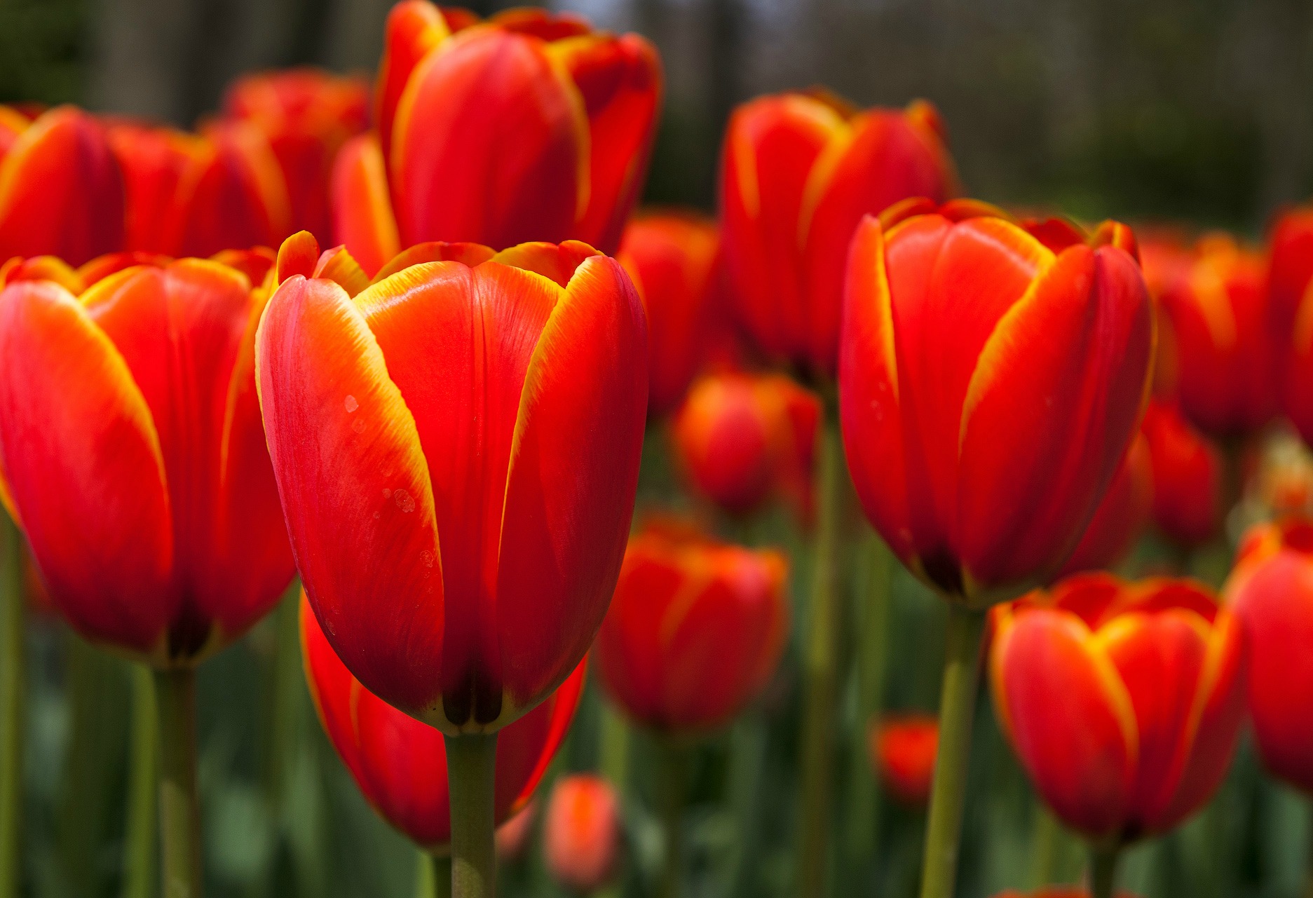 Téléchargez gratuitement l'image Tulipe, Fleurs, Fleur, Terre/nature sur le bureau de votre PC