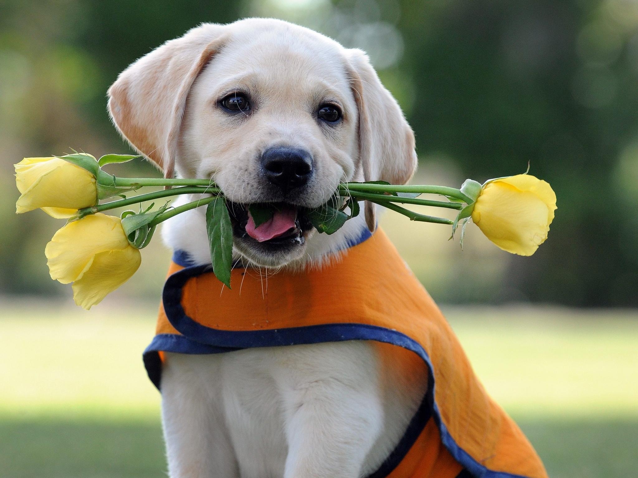 無料モバイル壁紙子犬, 犬, 花, 薔薇, 動物をダウンロードします。
