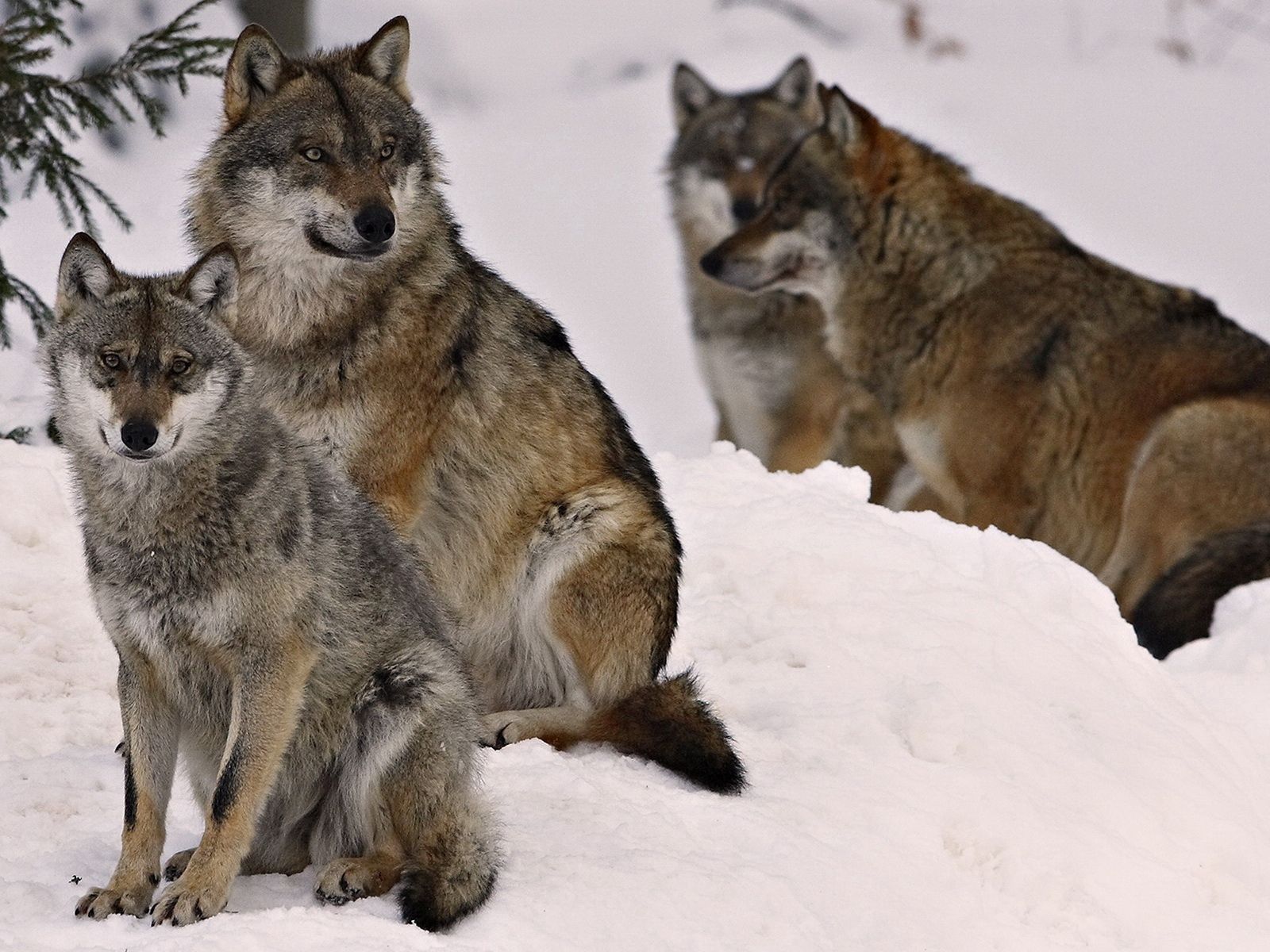 Full HD Wallpaper animals, wolfs, winter, snow, family, flock