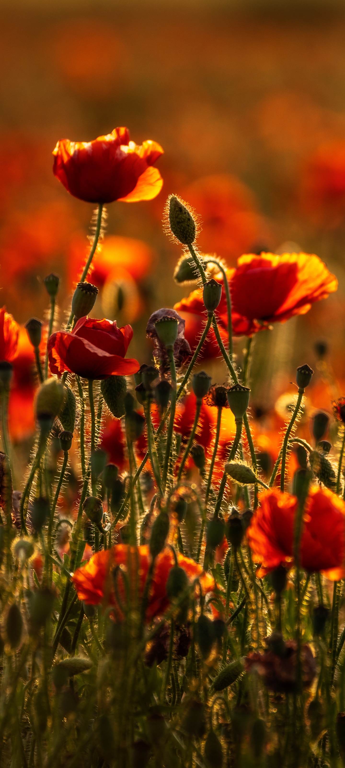 Free download wallpaper Flowers, Summer, Flower, Earth, Poppy, Red Flower on your PC desktop