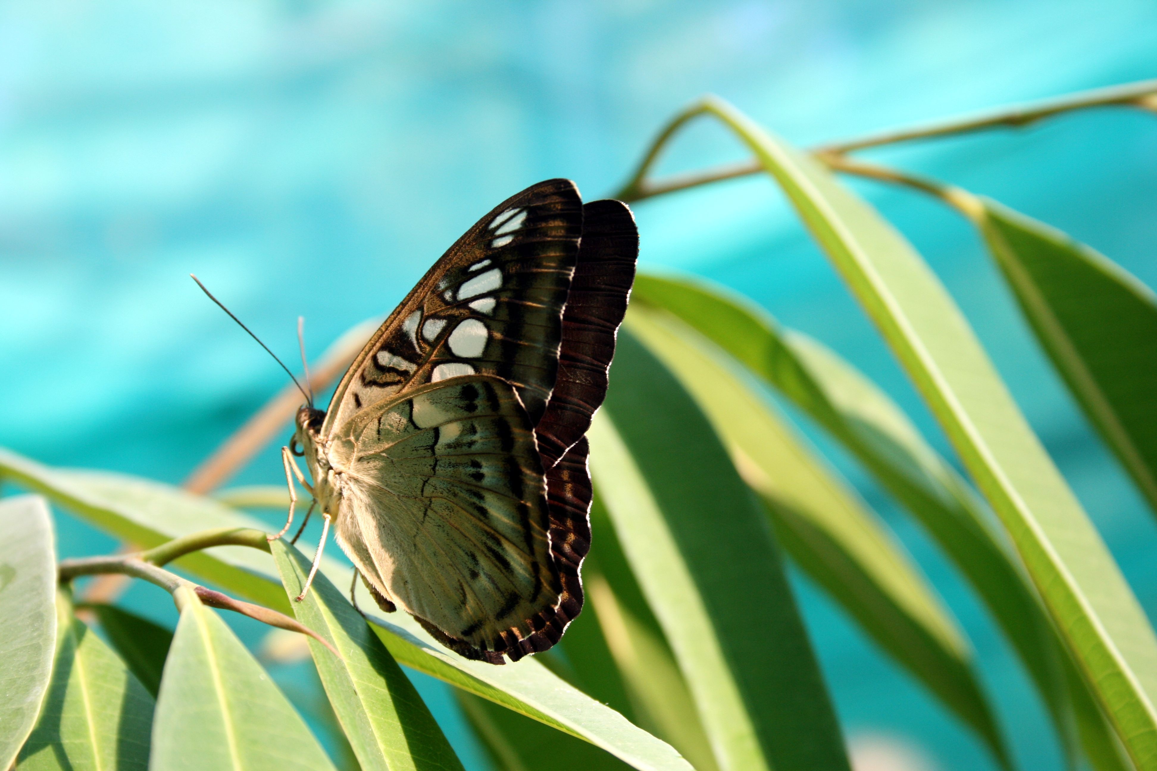 Free download wallpaper Macro, Insect, Butterfly, Animal on your PC desktop