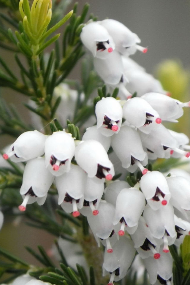 Descarga gratuita de fondo de pantalla para móvil de Flores, Flor, Tierra/naturaleza.