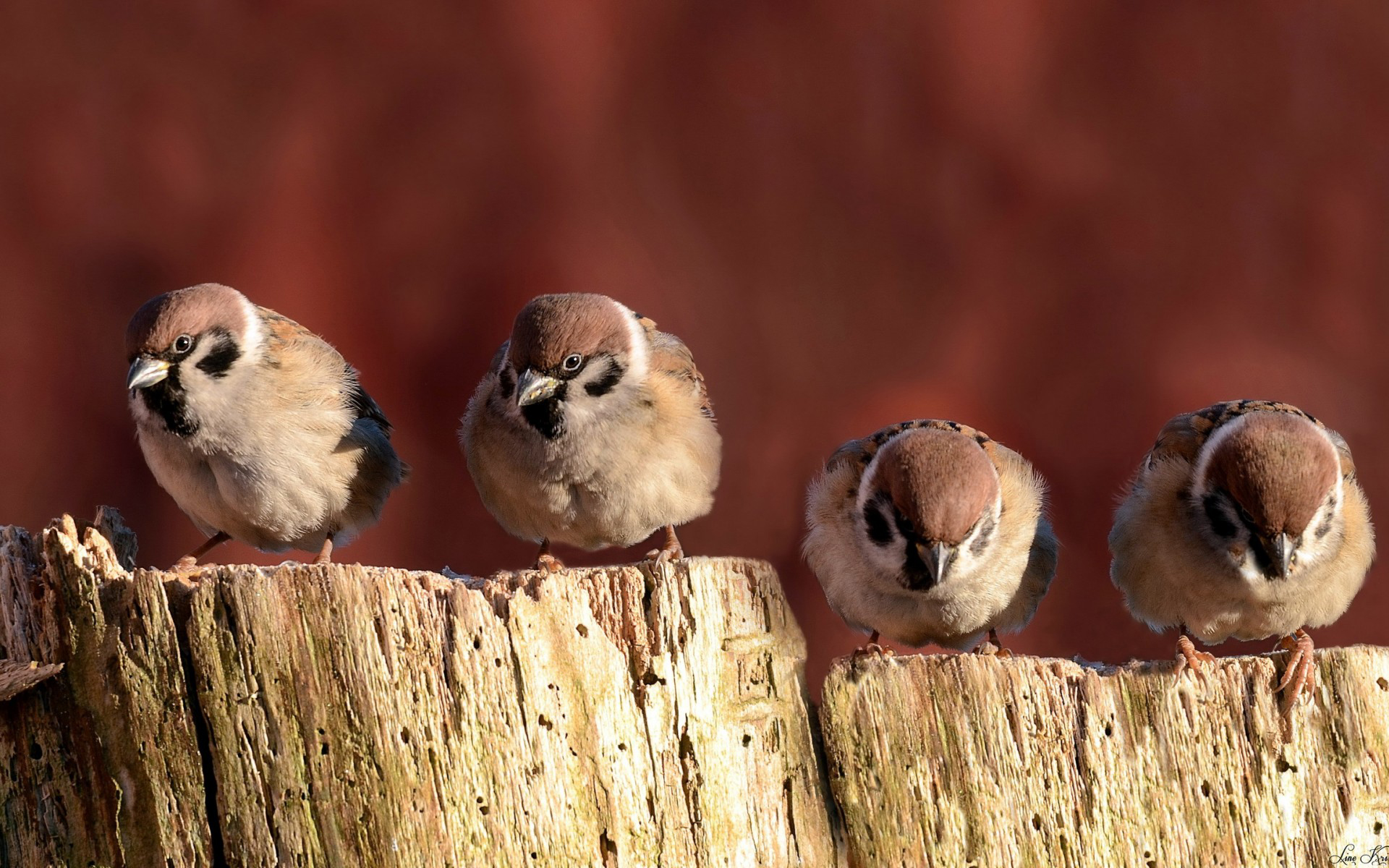 Baixe gratuitamente a imagem Pássaro, Aves, Animais na área de trabalho do seu PC