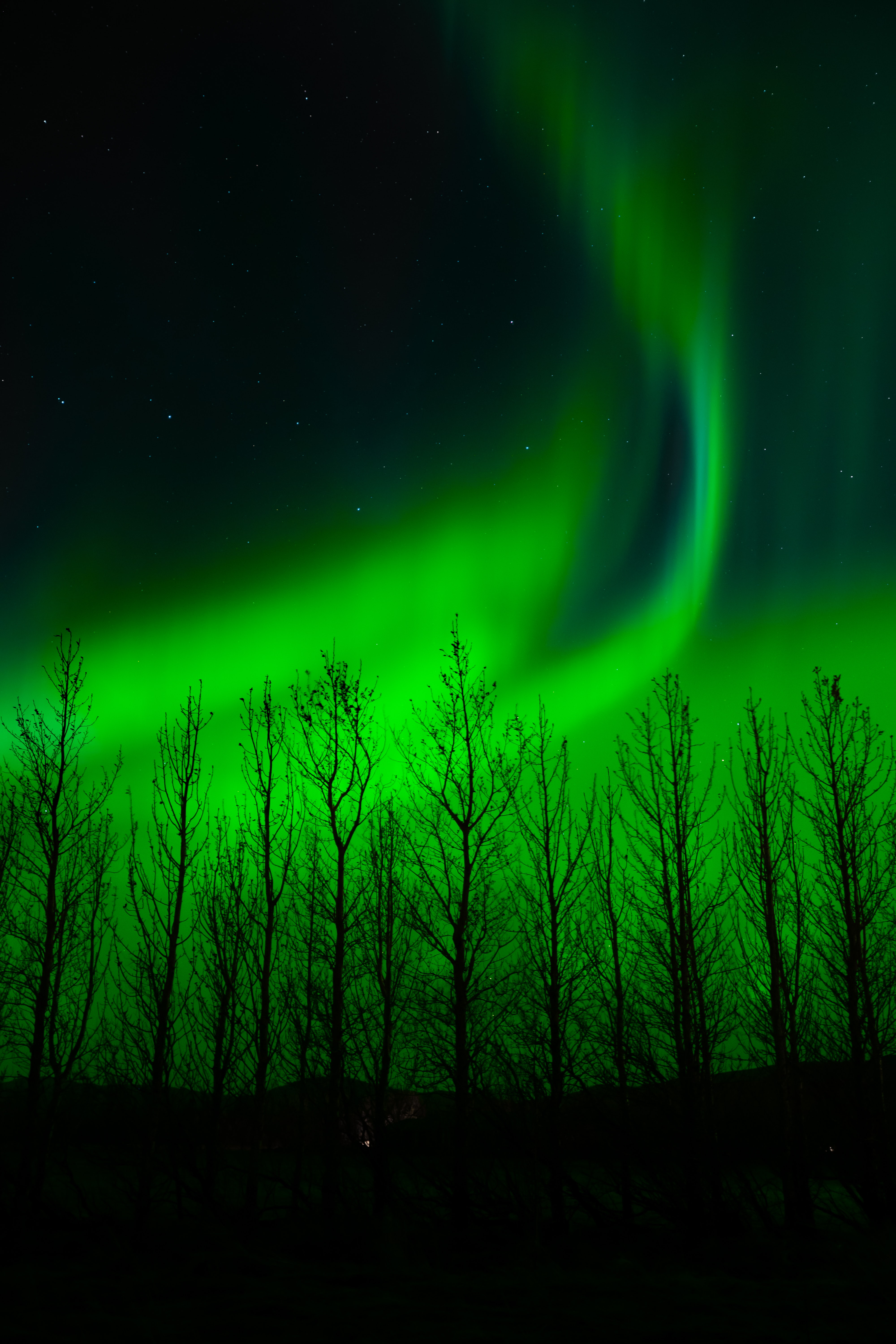 90603 descargar imagen auroras boreales, naturaleza, árboles, noche, silueta, aurora boreal: fondos de pantalla y protectores de pantalla gratis