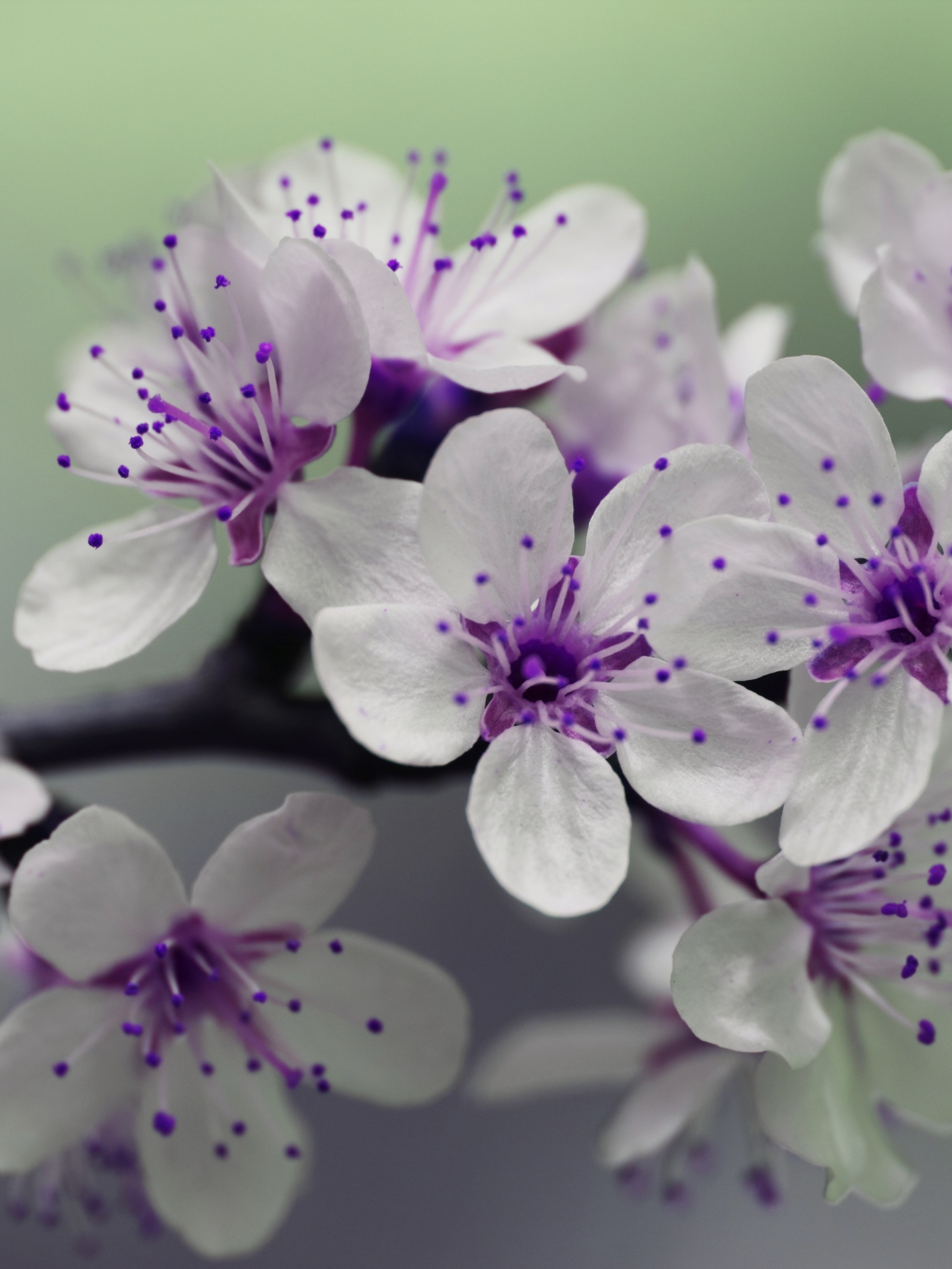 PCデスクトップに自然, フラワーズ, 花, 大きい, 地球, 春, 白い花画像を無料でダウンロード