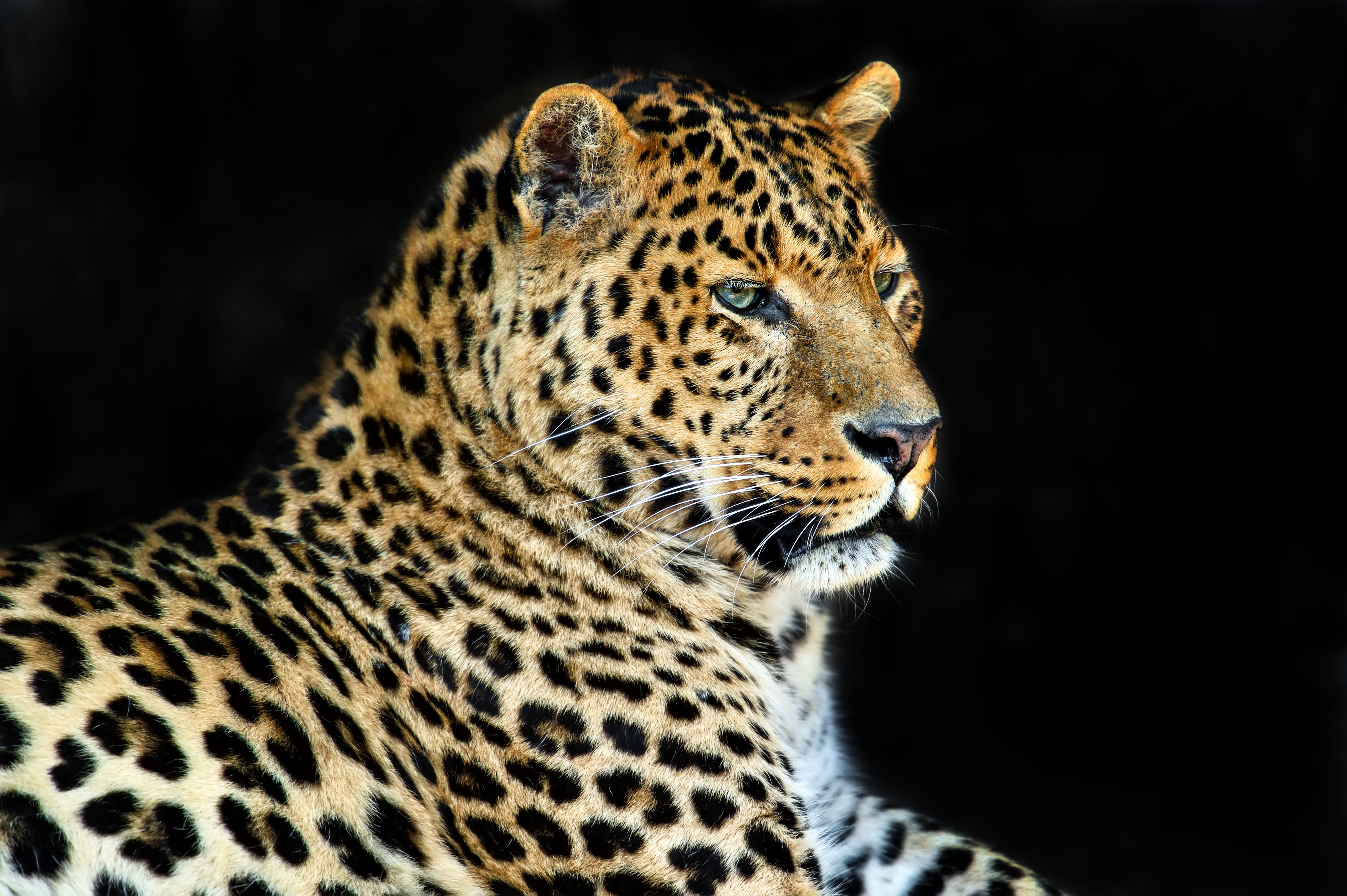 Download mobile wallpaper Cats, Leopard, Animal for free.