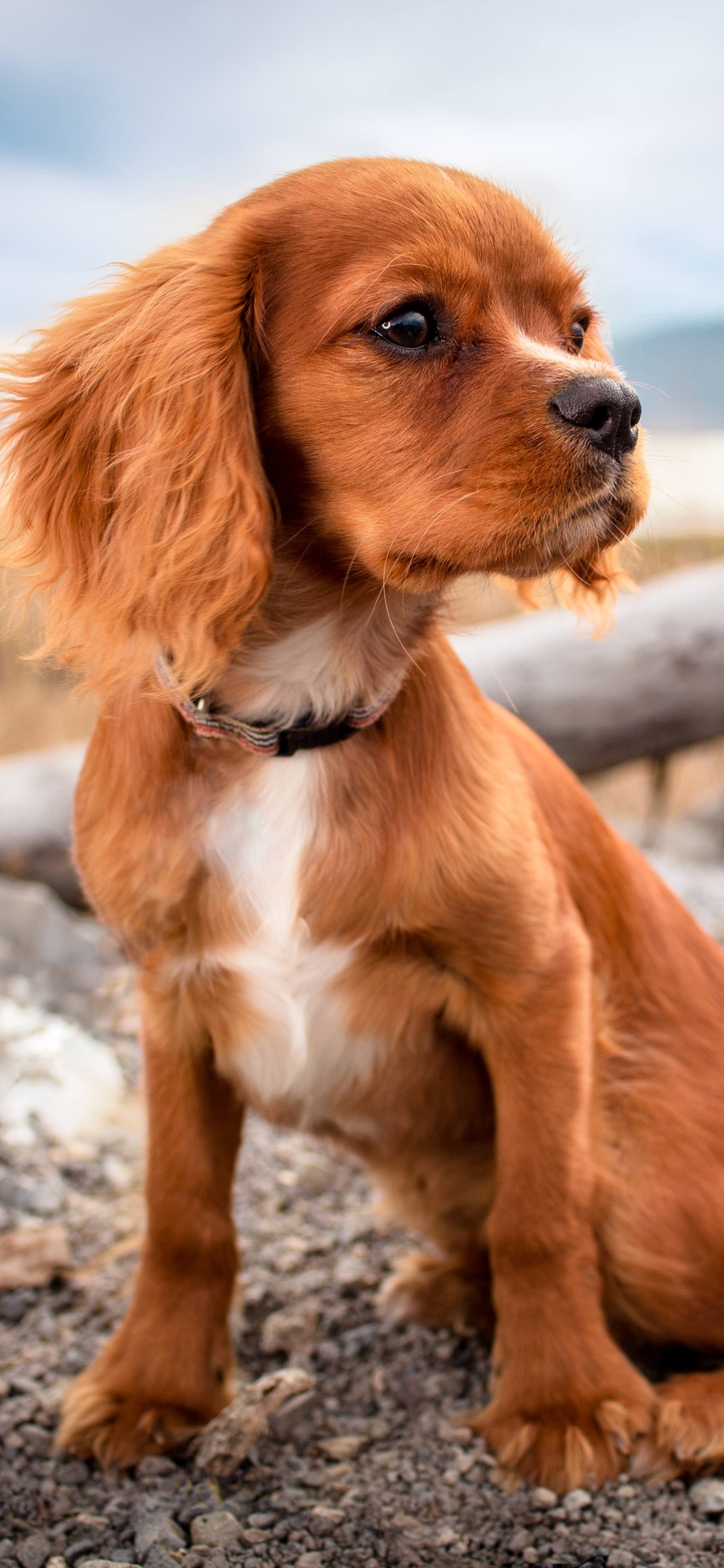 Download mobile wallpaper Dogs, Spaniel, Dog, Animal, Puppy, Cute for free.