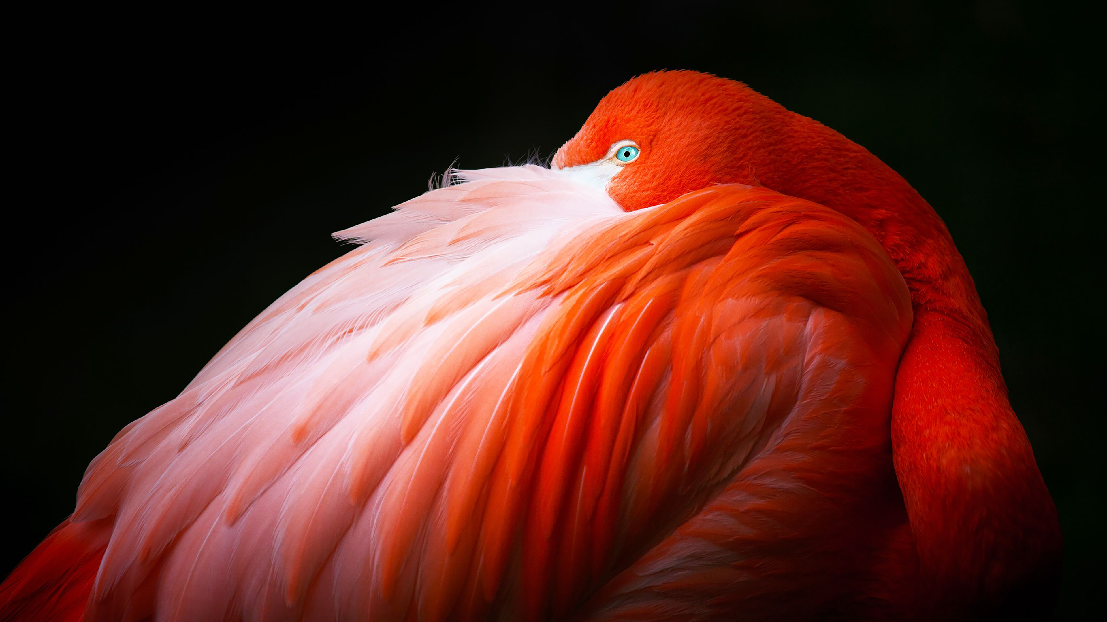 PCデスクトップに動物, 鳥, フラミンゴ画像を無料でダウンロード