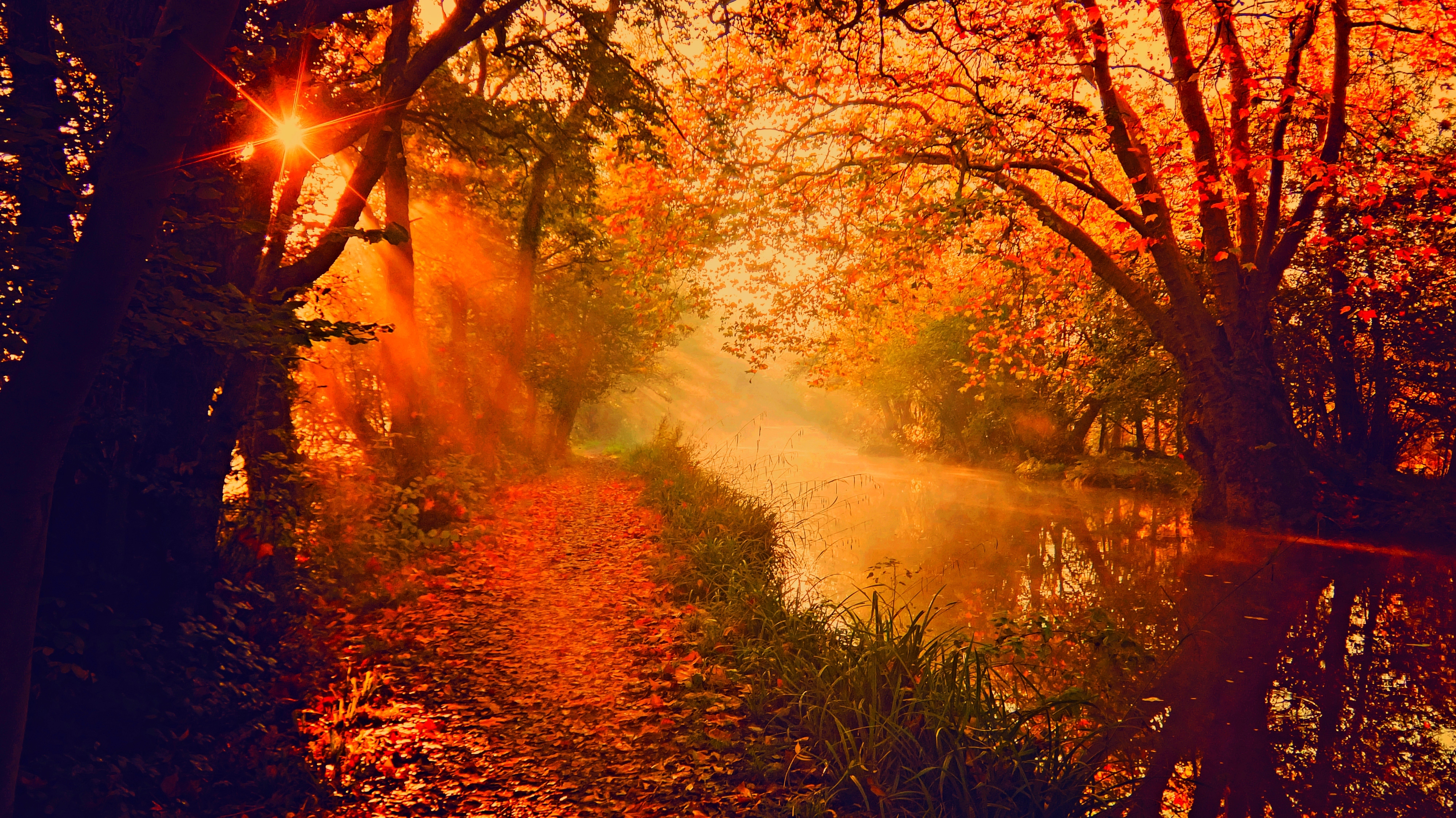 Download mobile wallpaper Sun, Forest, Tree, Fall, Earth, River, Sunbeam, Sunshine for free.