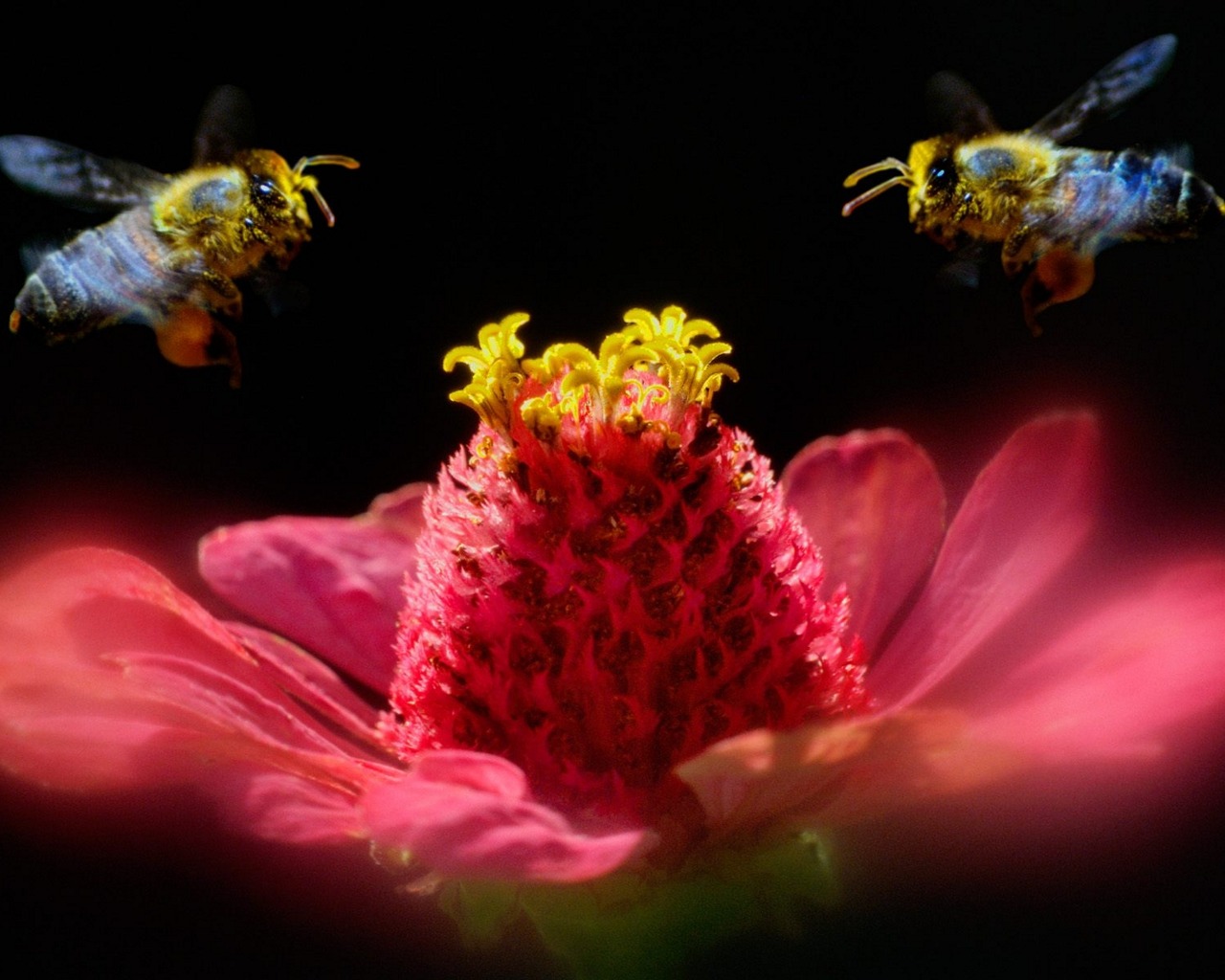 Téléchargez des papiers peints mobile Animaux, Abeille gratuitement.