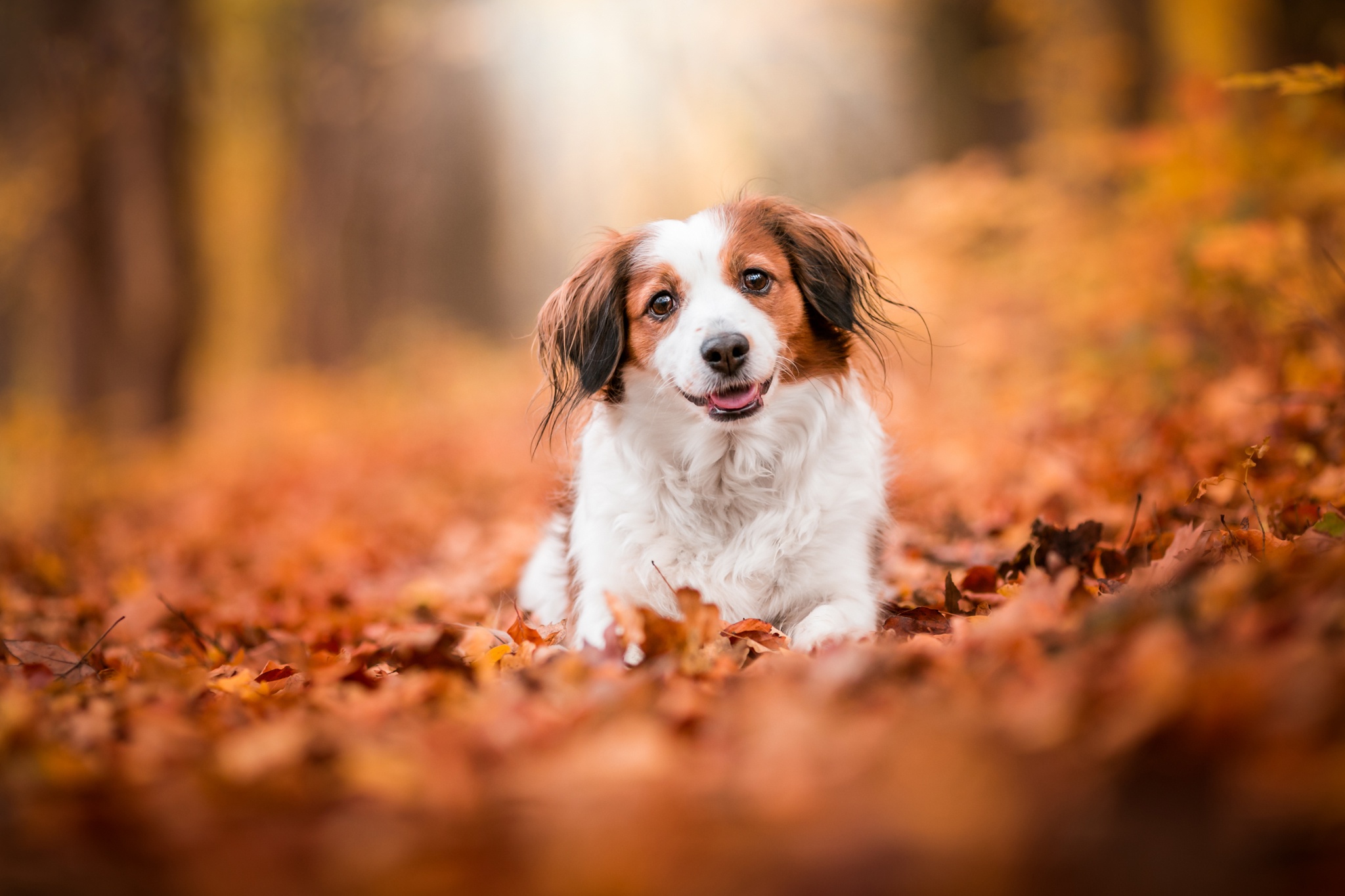 PCデスクトップに動物, 秋, 葉, 犬, 被写界深度, コイケルホンジェ画像を無料でダウンロード