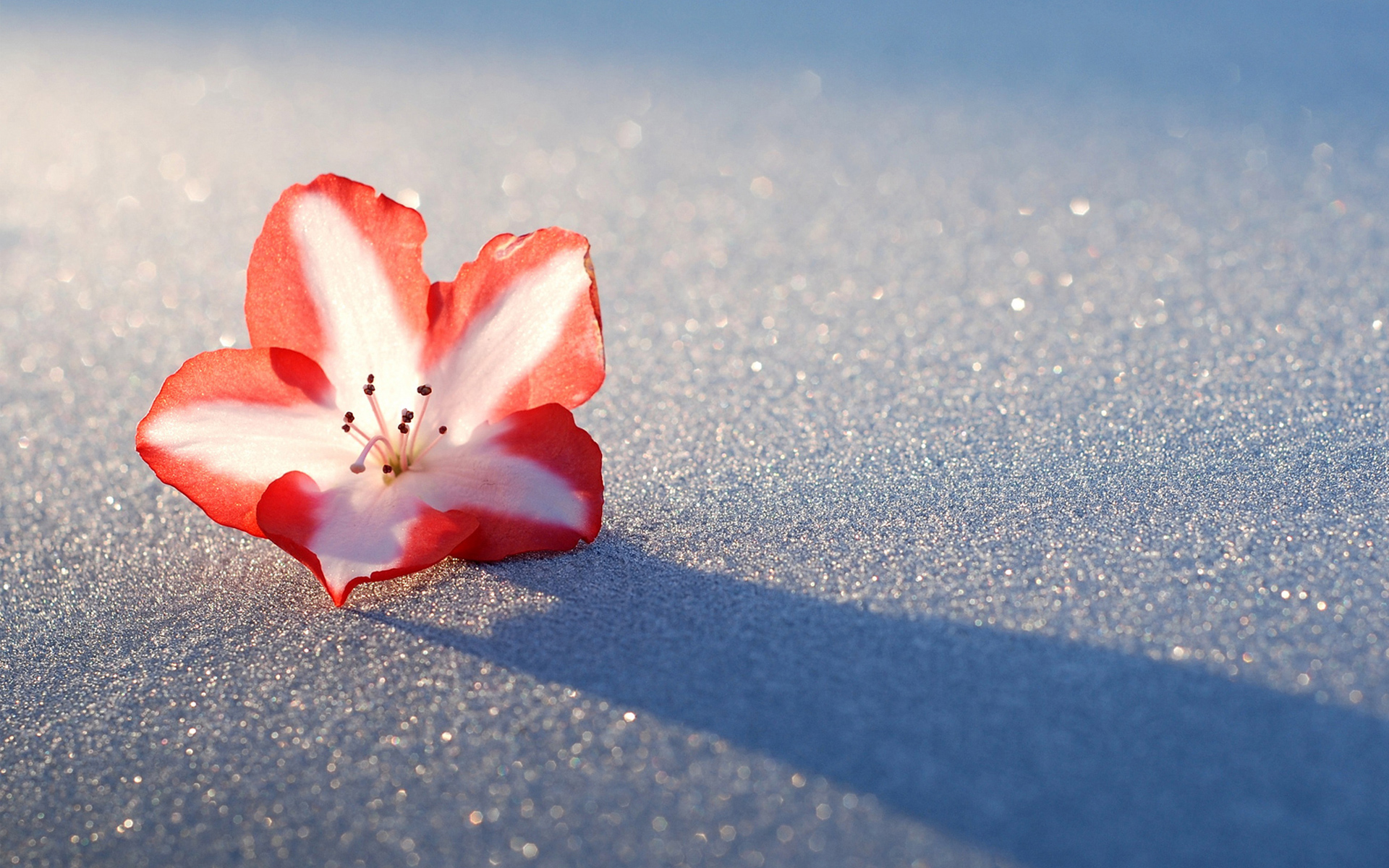 Download mobile wallpaper Azalea, Flowers, Snow, Nature, Flower, Earth for free.