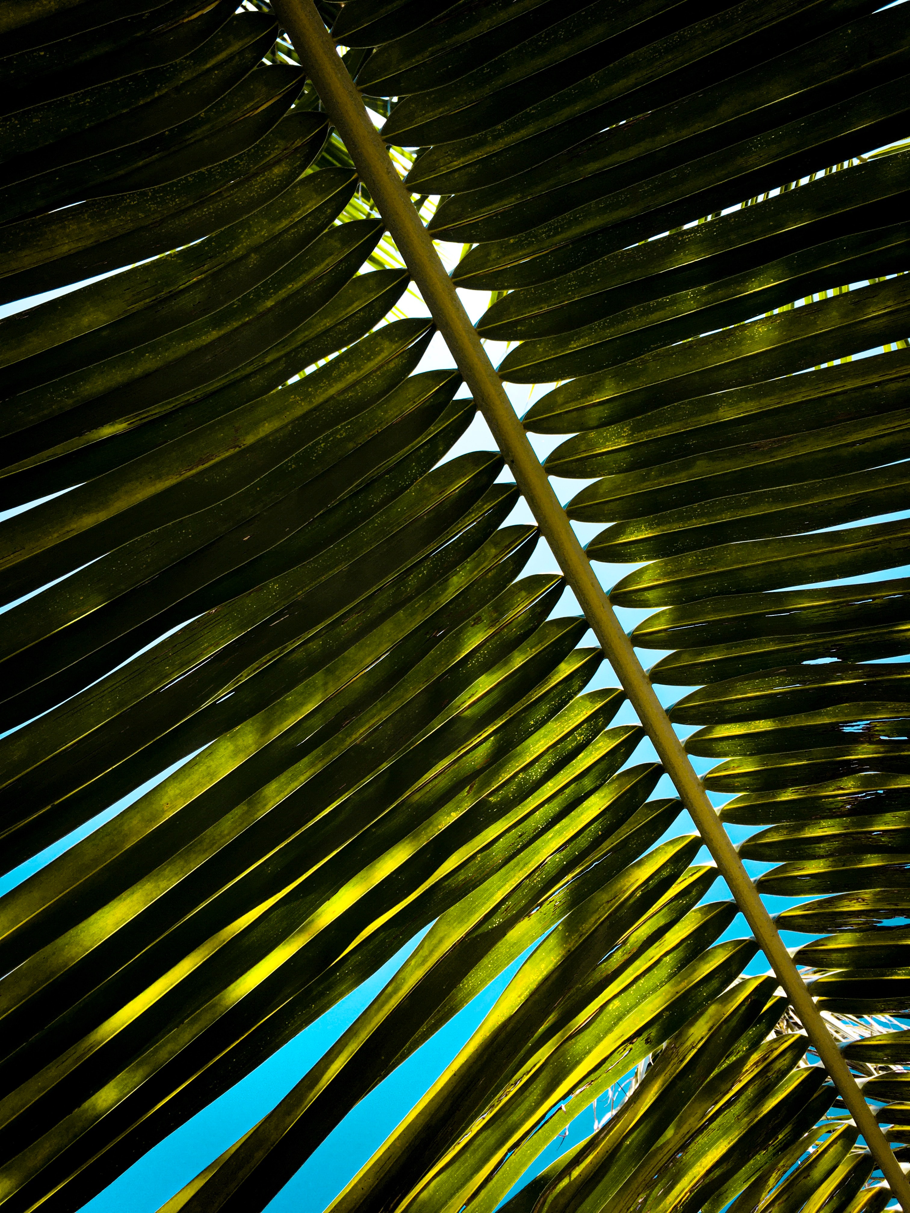 Download mobile wallpaper Macro, Branch, Leaves, Palm for free.