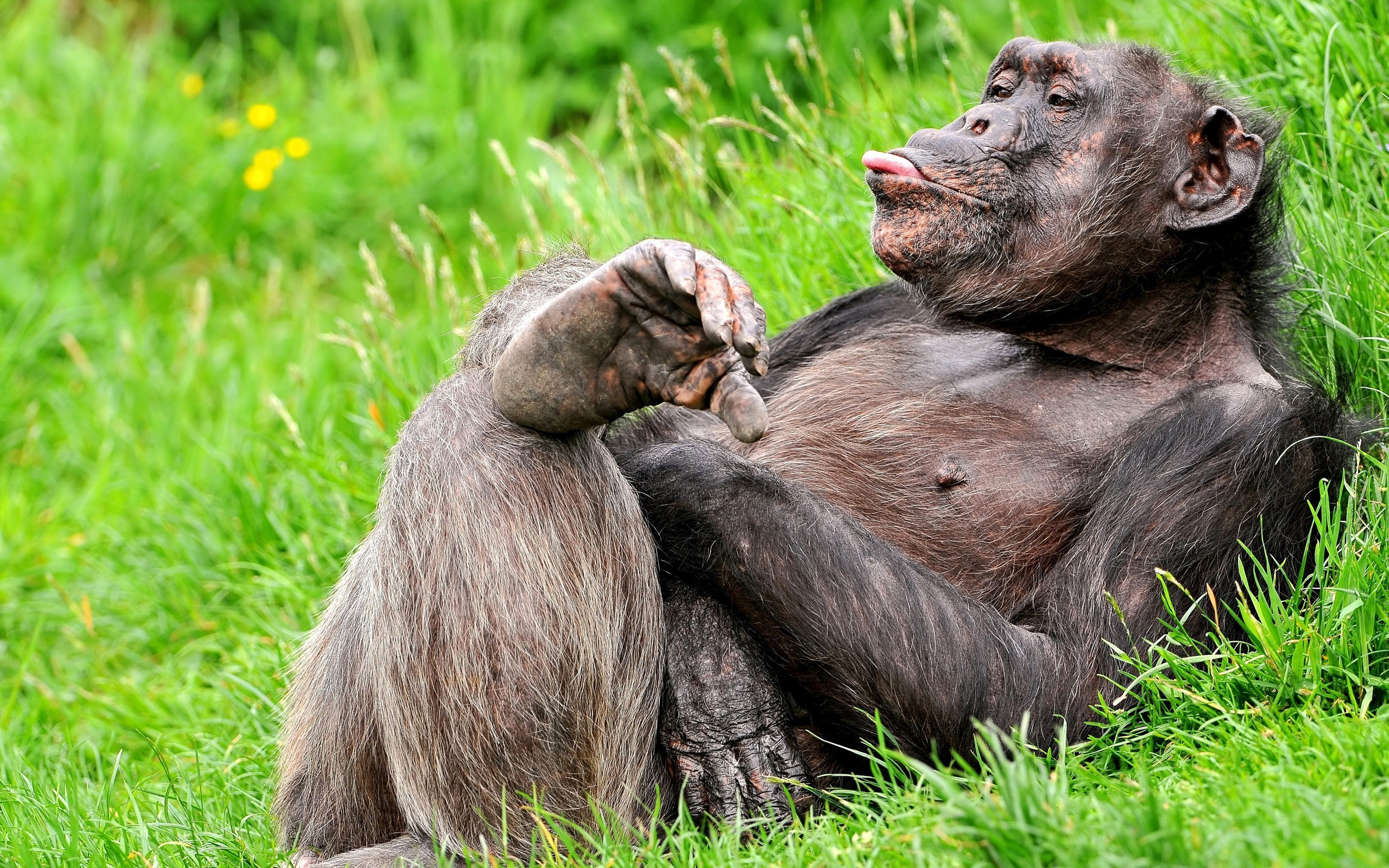 279925 скачать картинку обезьяны, горилла, животные - обои и заставки бесплатно