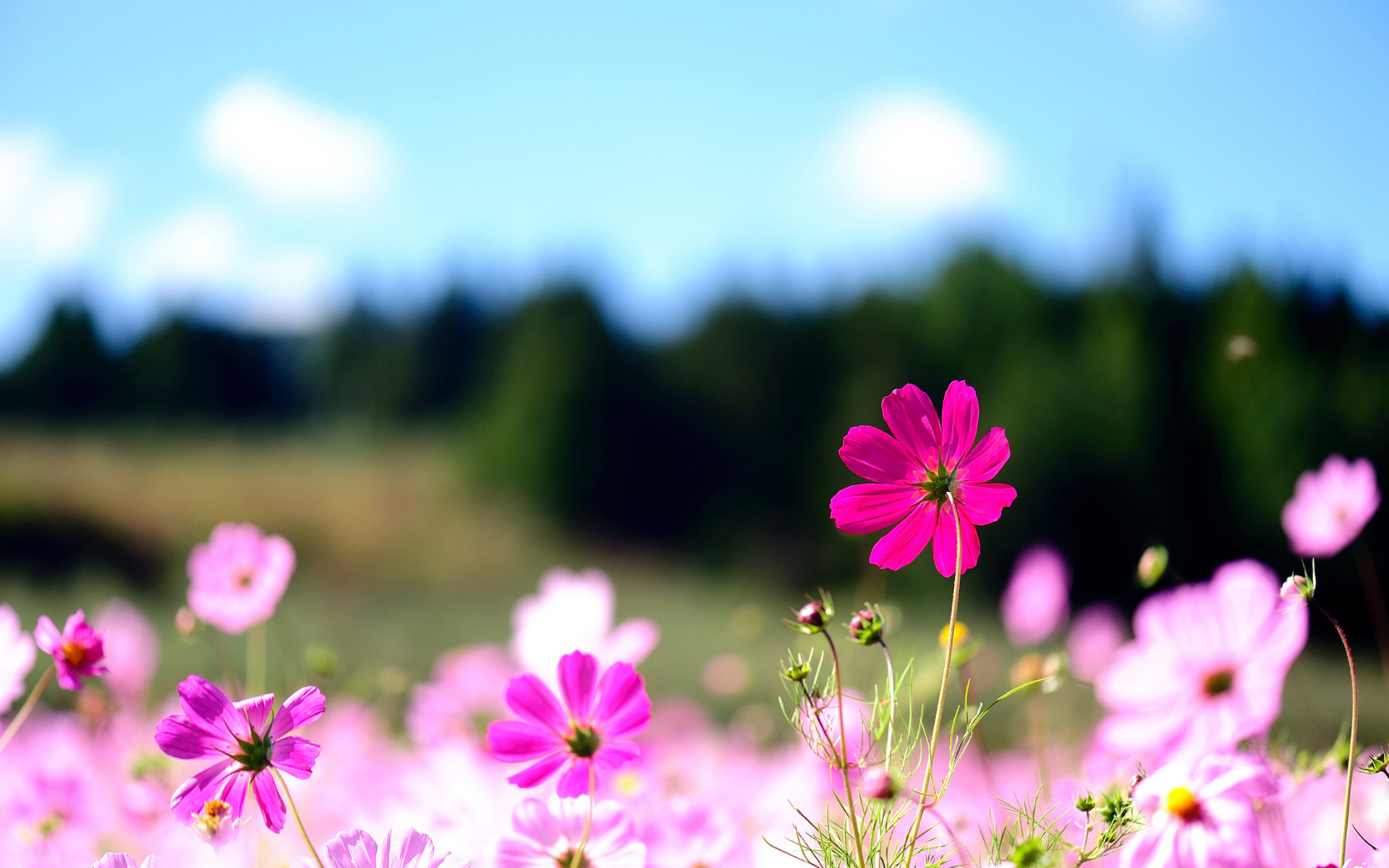 Descarga gratis la imagen Flor, Tierra/naturaleza en el escritorio de tu PC