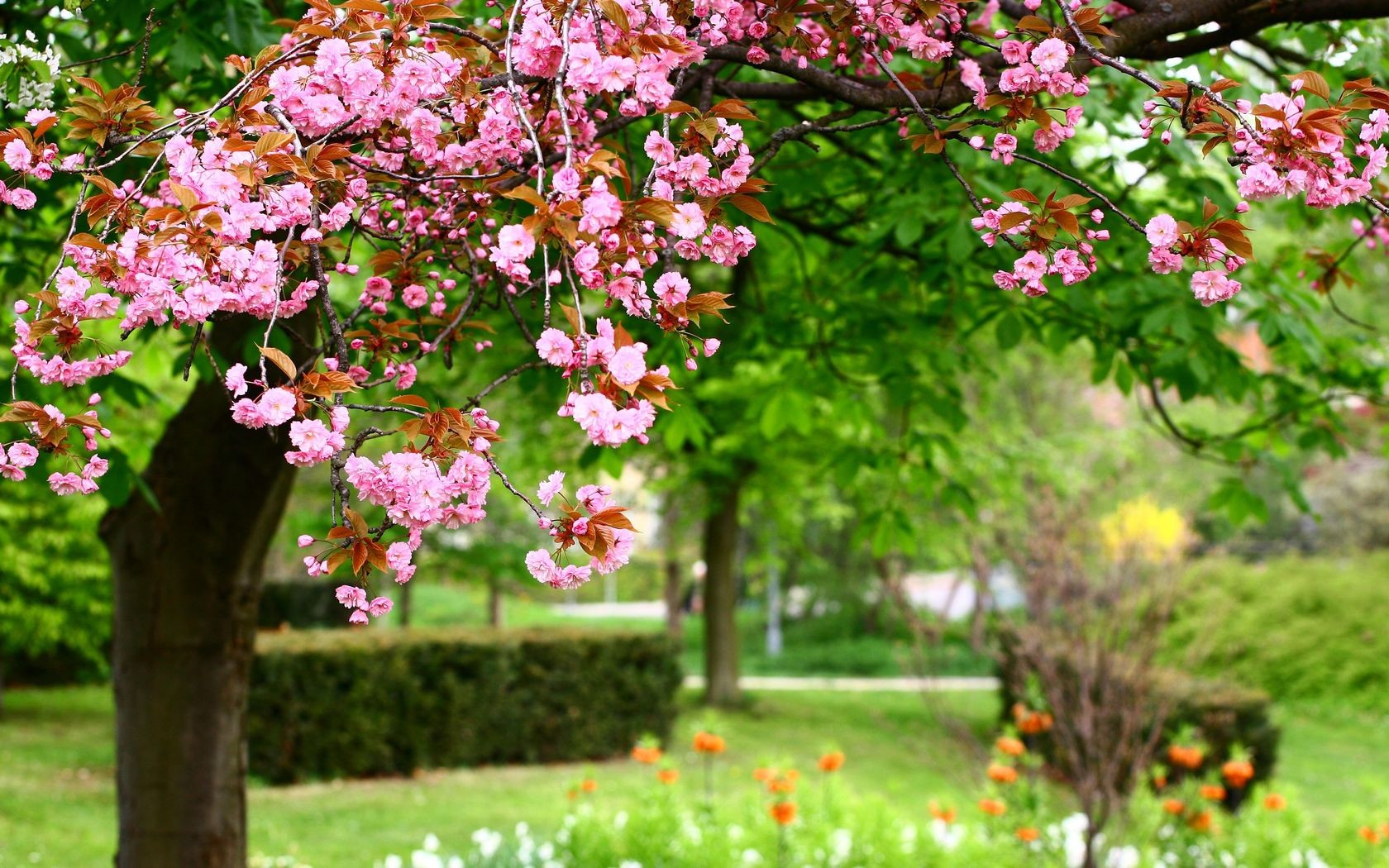 Download mobile wallpaper Garden, Blossom, Flowers, Tree, Earth for free.