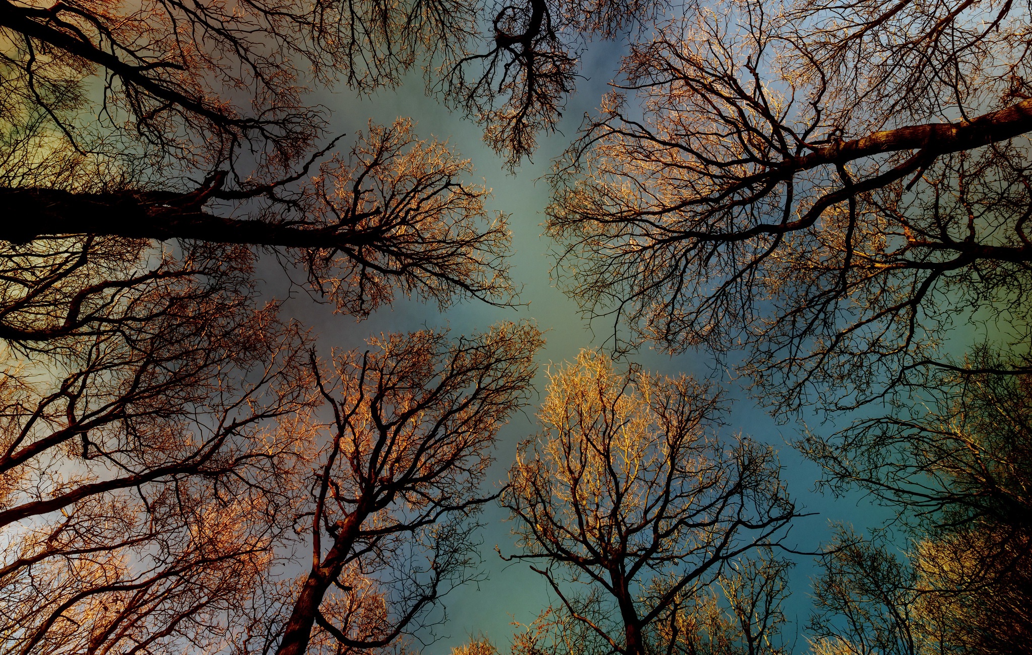 Скачать обои бесплатно Природа, Деревья, Осень, Дерево, Земля/природа, Верхушки Деревьев картинка на рабочий стол ПК