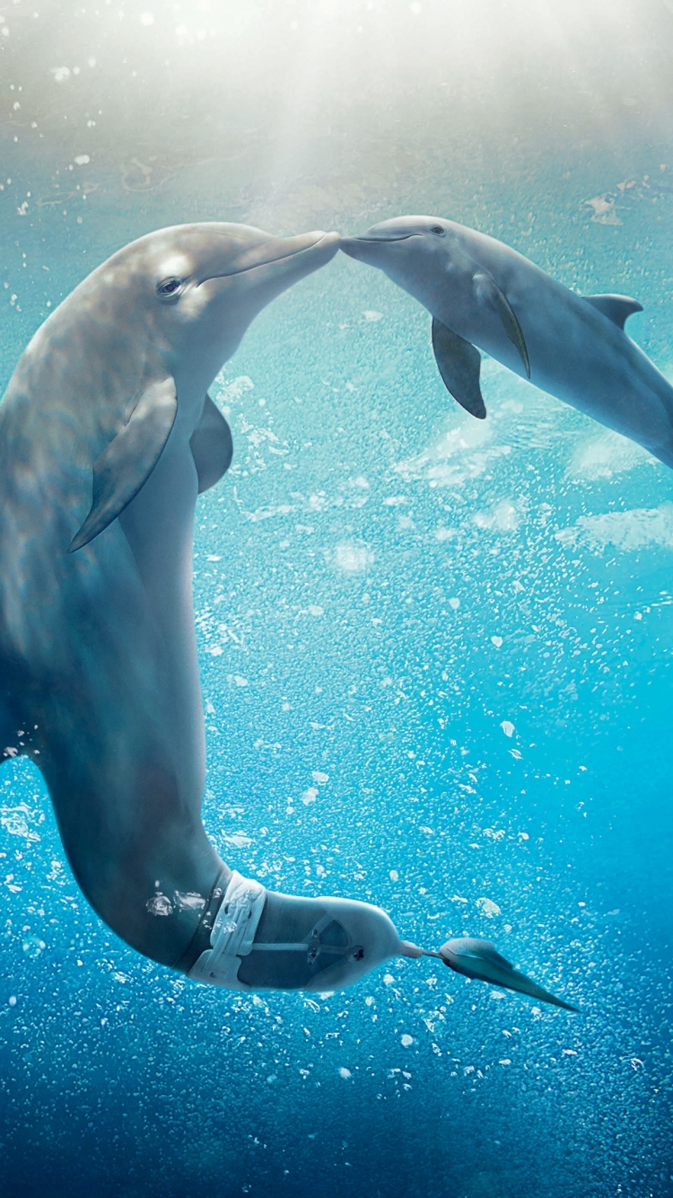Los mejores fondos de pantalla de La Gran Aventura De Winter El Delfín 2 para la pantalla del teléfono