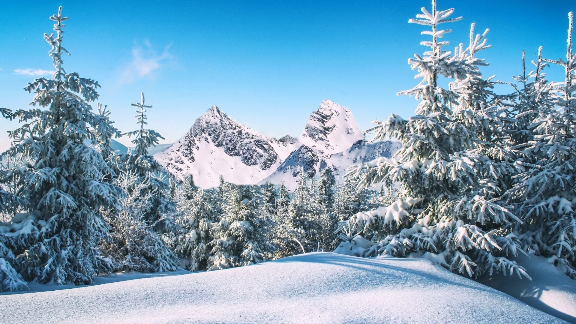 Download mobile wallpaper Winter, Pine, Snow, Forest, Earth for free.