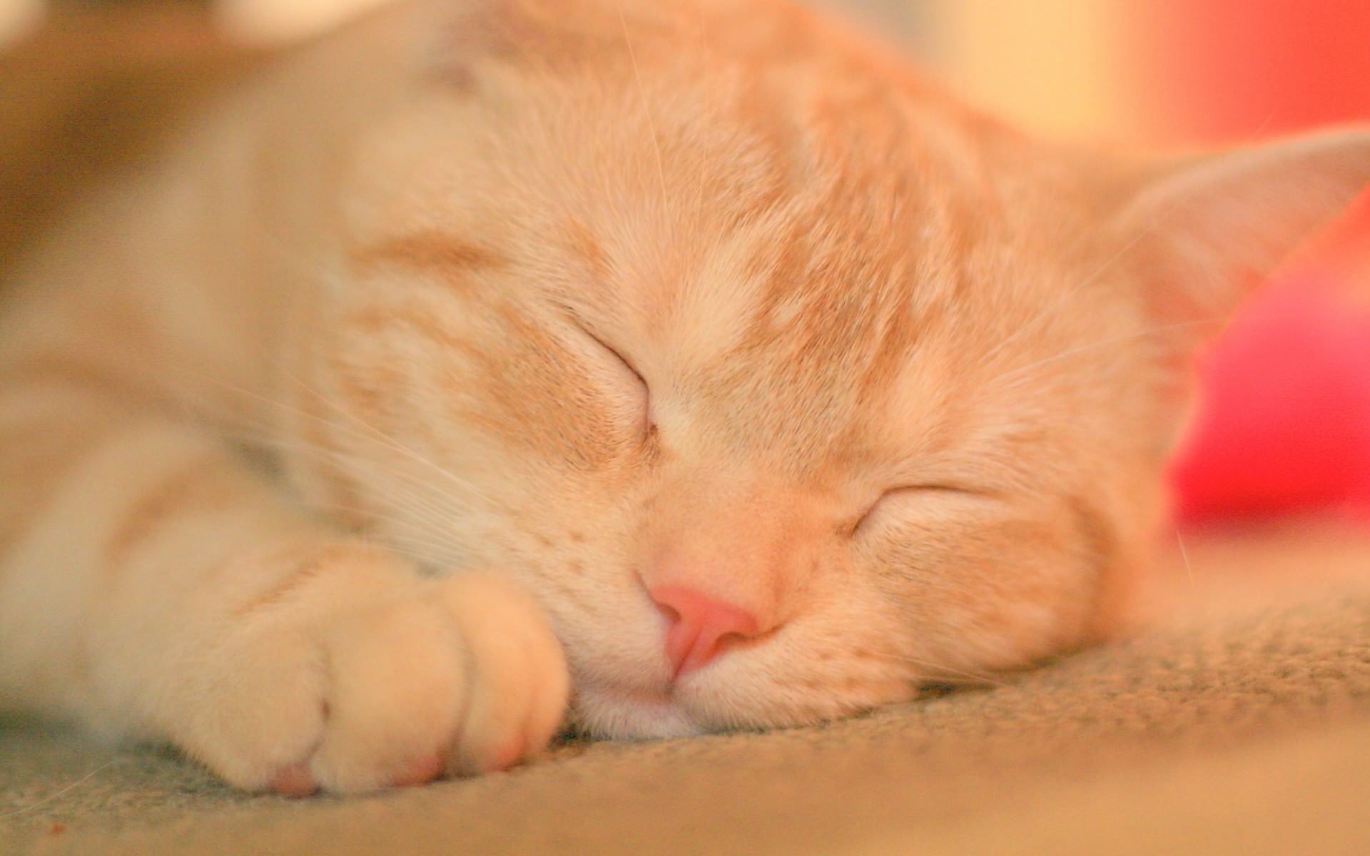 Download mobile wallpaper Cats, Cat, Animal, Sleeping for free.