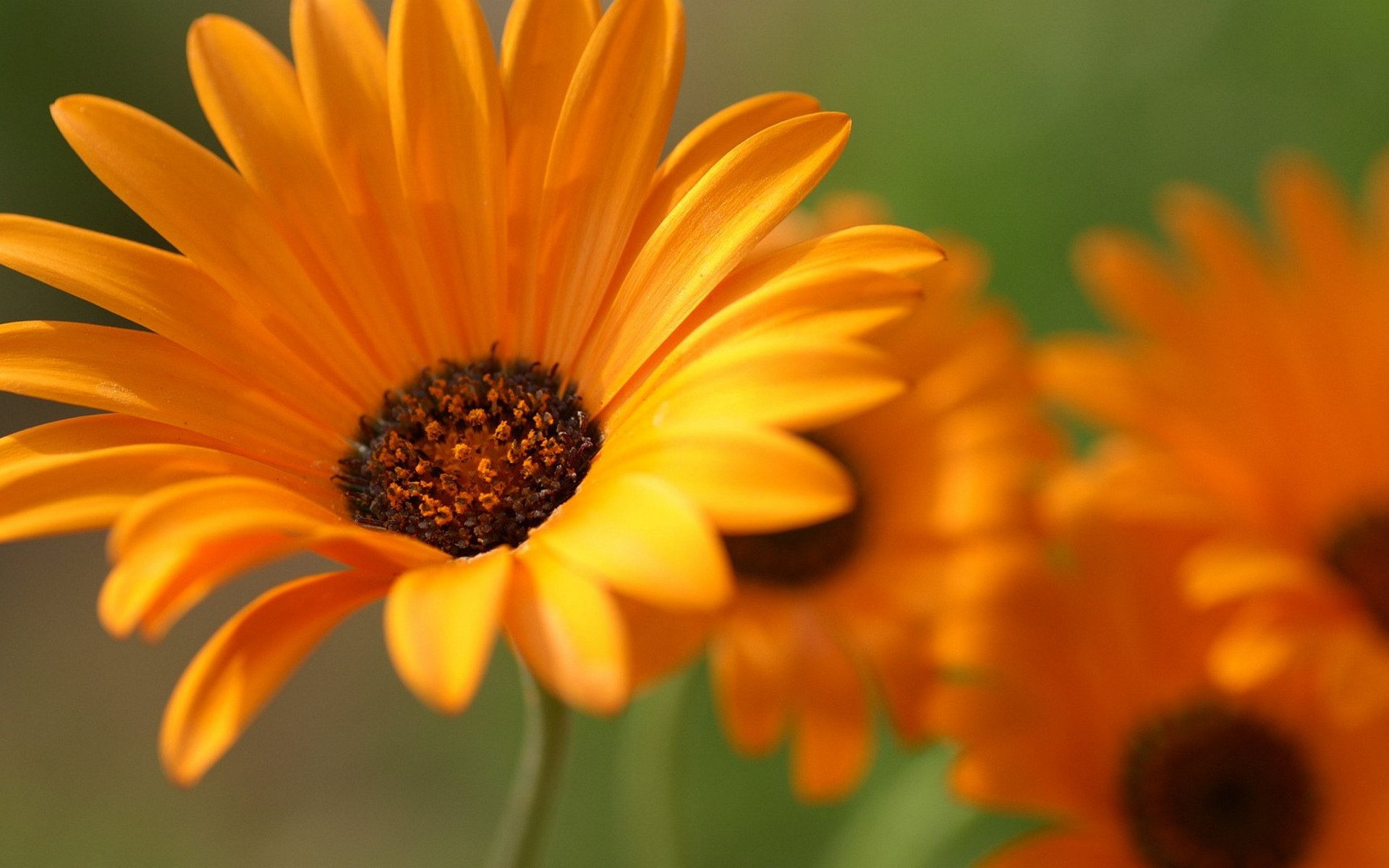 Descarga gratuita de fondo de pantalla para móvil de Flores, Flor, Tierra/naturaleza.