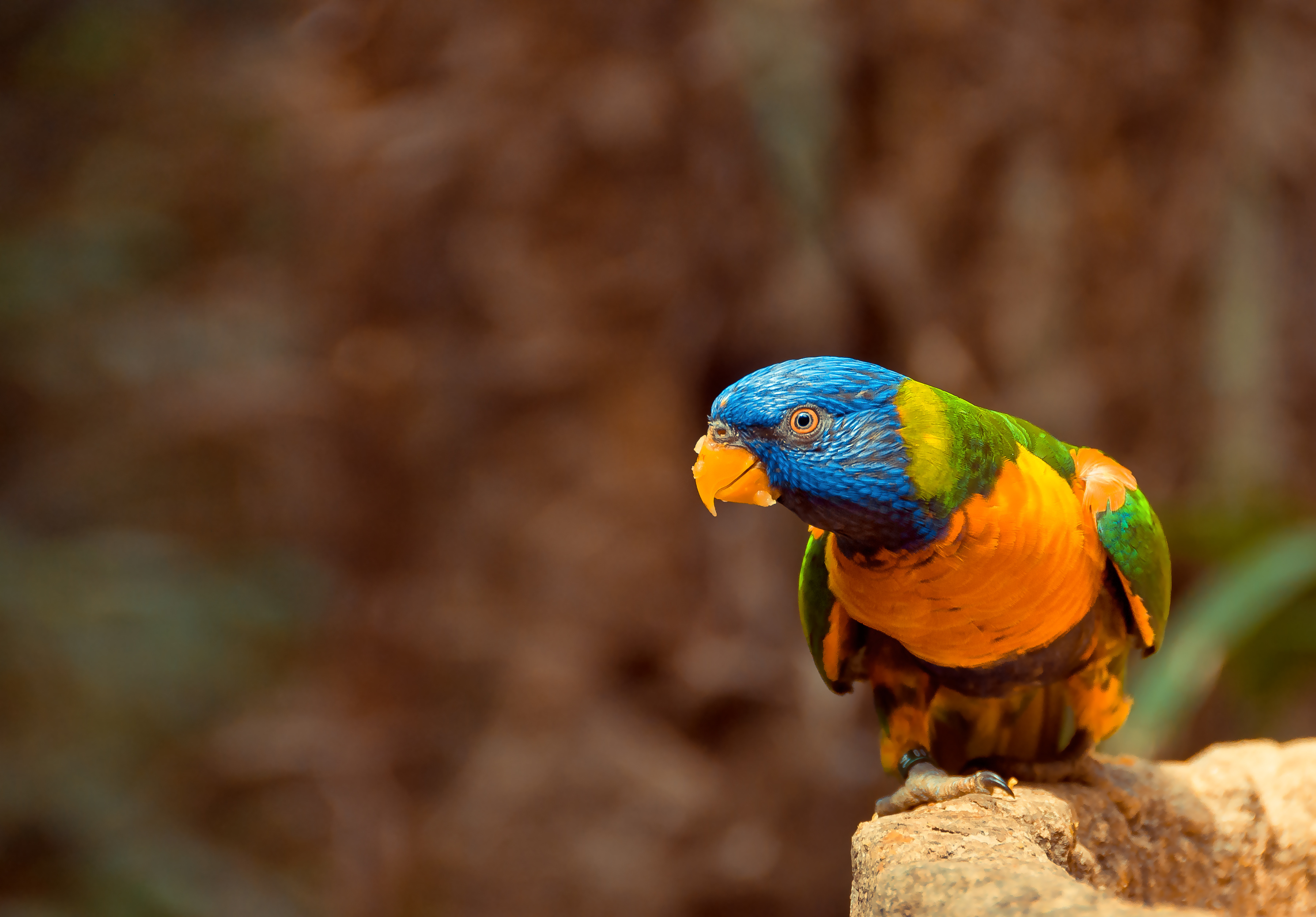 Download mobile wallpaper Birds, Animal, Rainbow Lorikeet for free.