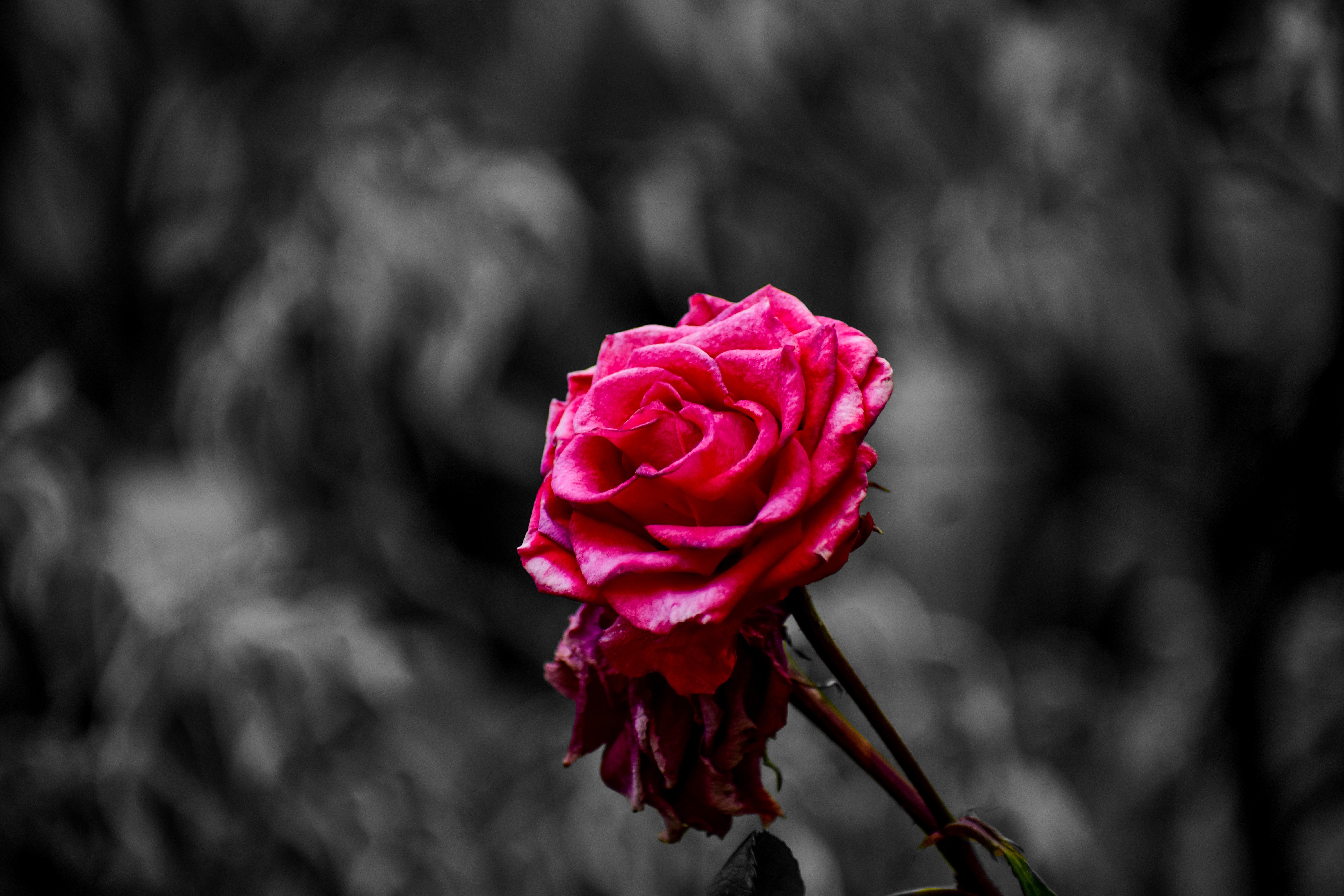 Download mobile wallpaper Petals, Bud, Flowers, Rose, Smooth, Rose Flower, Blur, Pink for free.