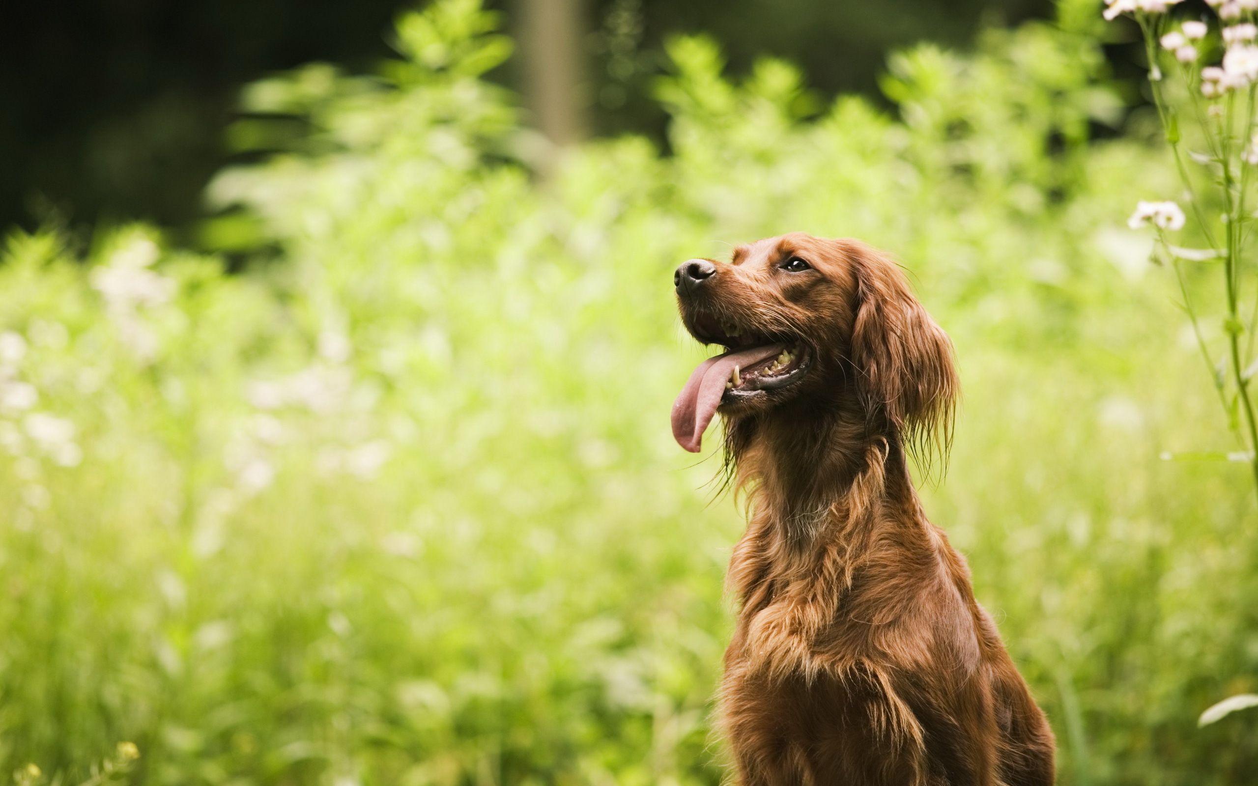 Laden Sie Irish Setter HD-Desktop-Hintergründe herunter