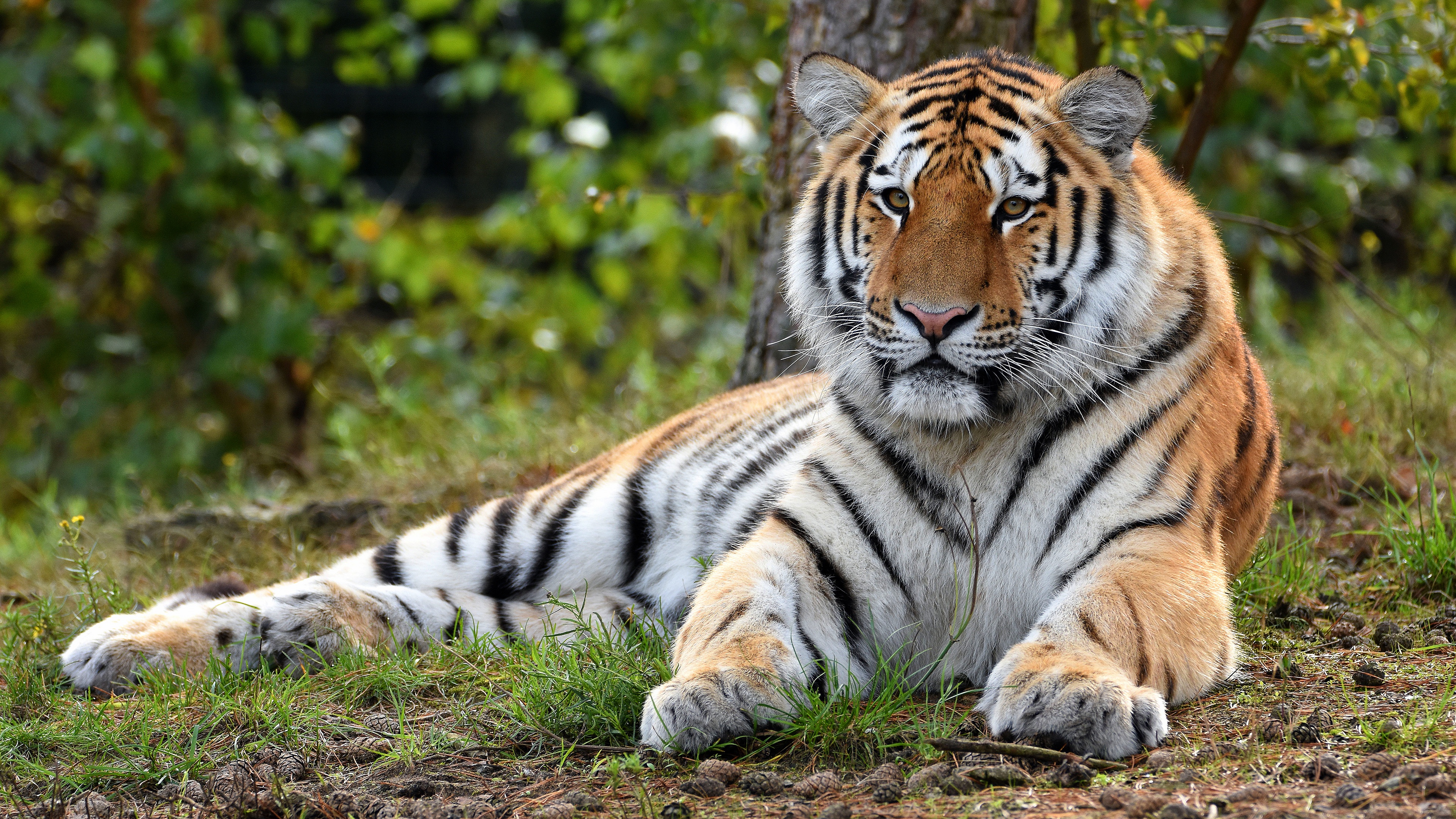 Téléchargez des papiers peints mobile Animaux, Chats, Tigre gratuitement.