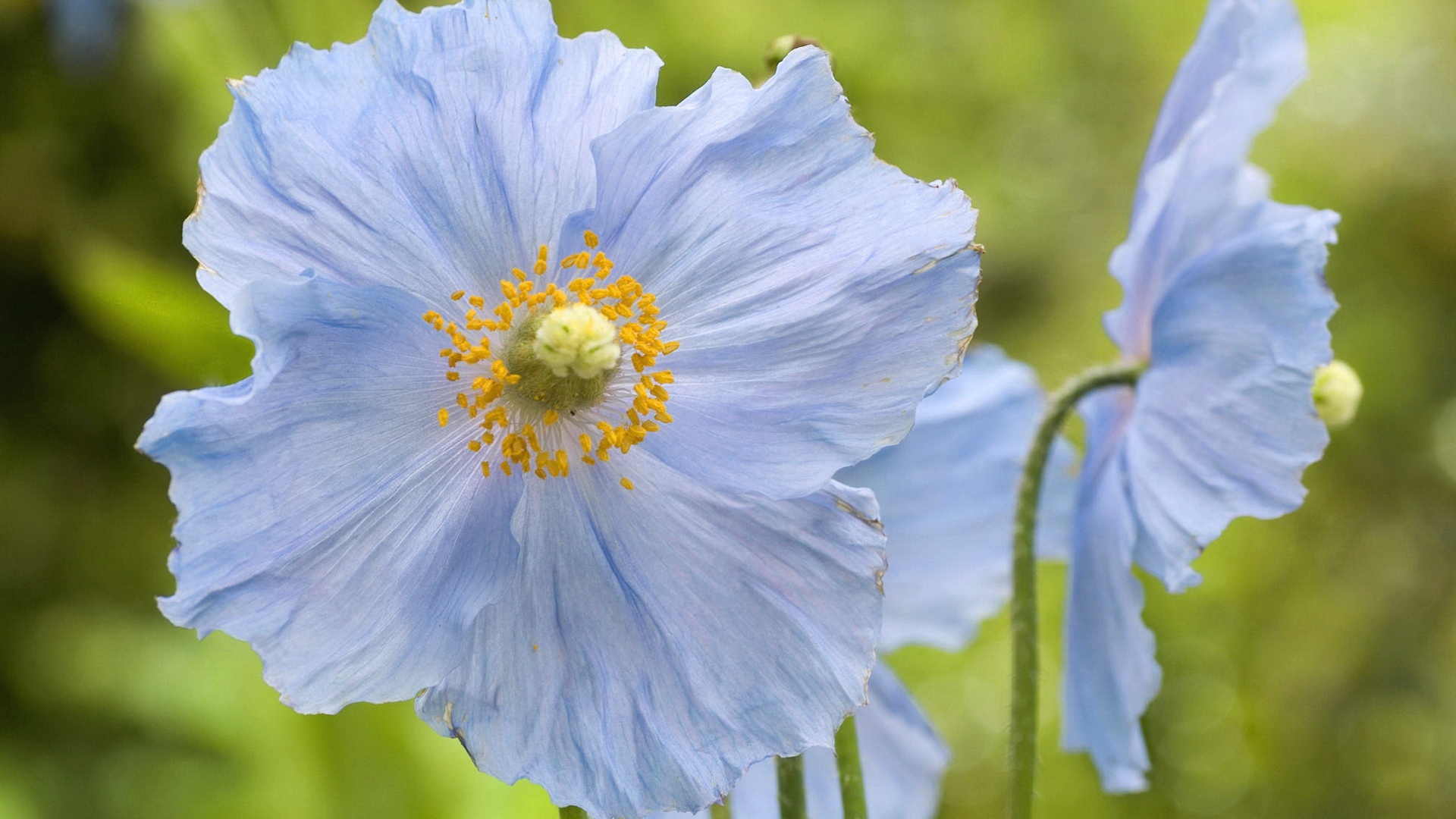 Free download wallpaper Flowers, Flower, Close Up, Earth, Poppy, White Flower on your PC desktop