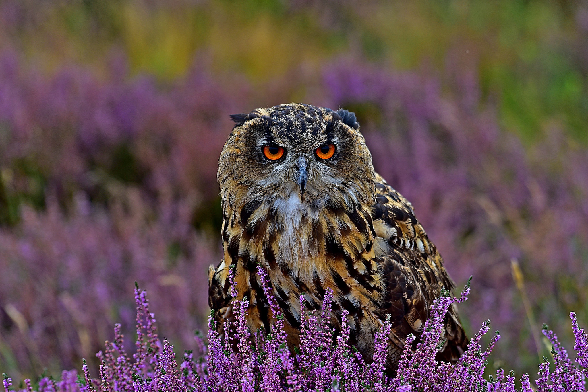 Download mobile wallpaper Birds, Owl, Heather, Bird, Animal for free.