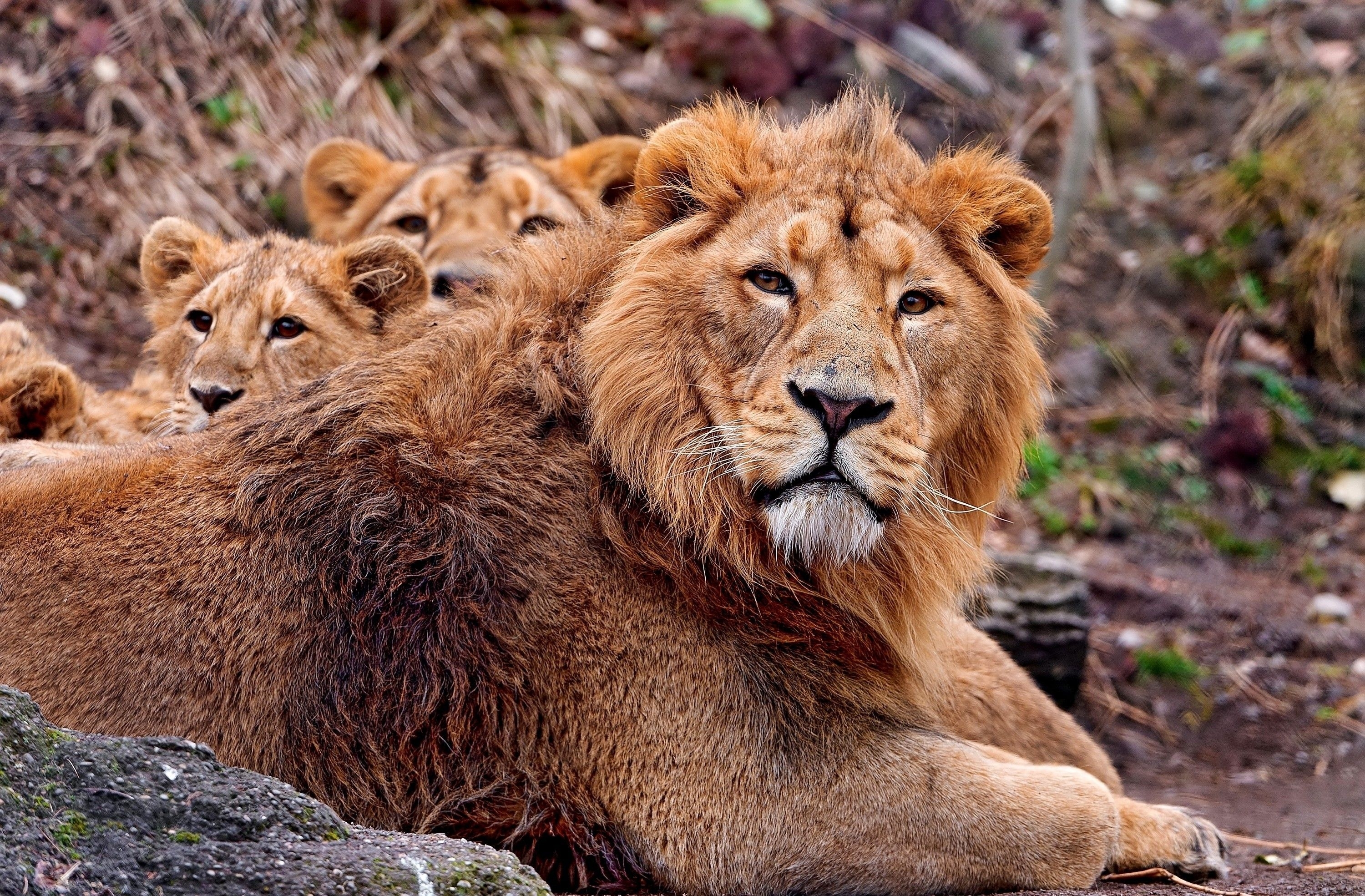 80517 Hintergrundbild herunterladen tiere, ein löwe, löwe, pflege, jungen, jung, schutz - Bildschirmschoner und Bilder kostenlos