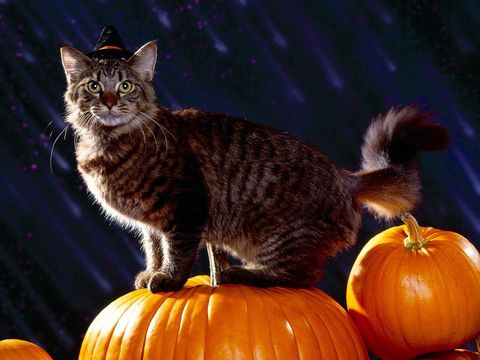 Download PC Wallpaper halloween, animals, pumpkin, cat, fluffy