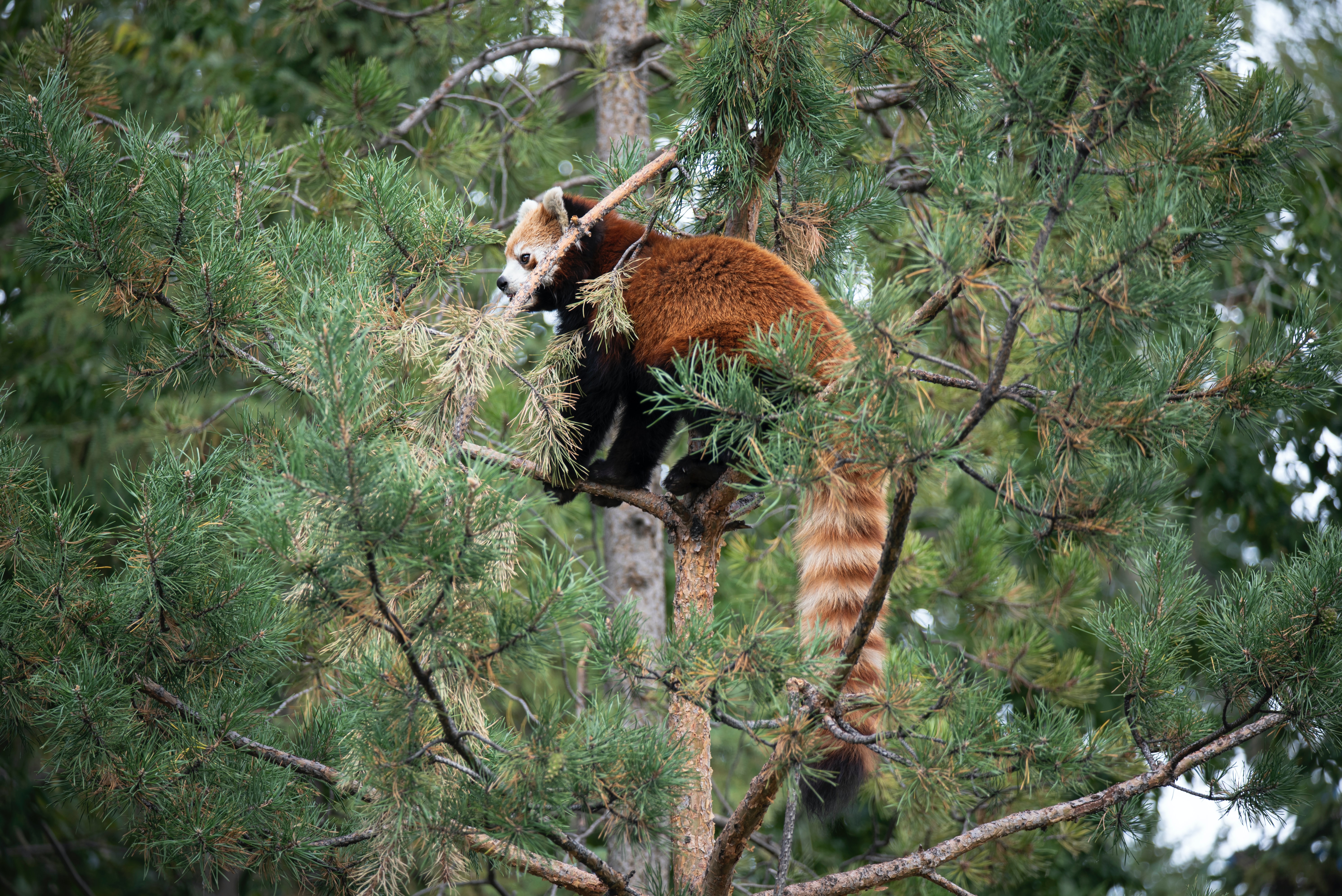Free download wallpaper Wood, Tree, Animal, Red Panda, Animals, Brown, Wildlife on your PC desktop