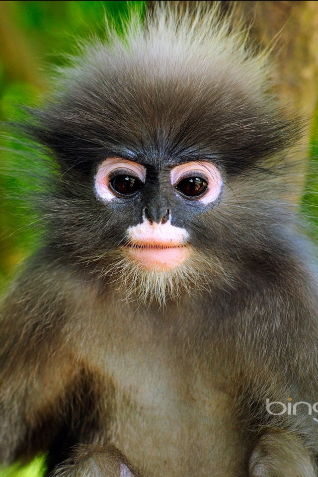 1084025 descargar fondo de pantalla animales, mono de hoja oscura, lindo, mono, monos: protectores de pantalla e imágenes gratis