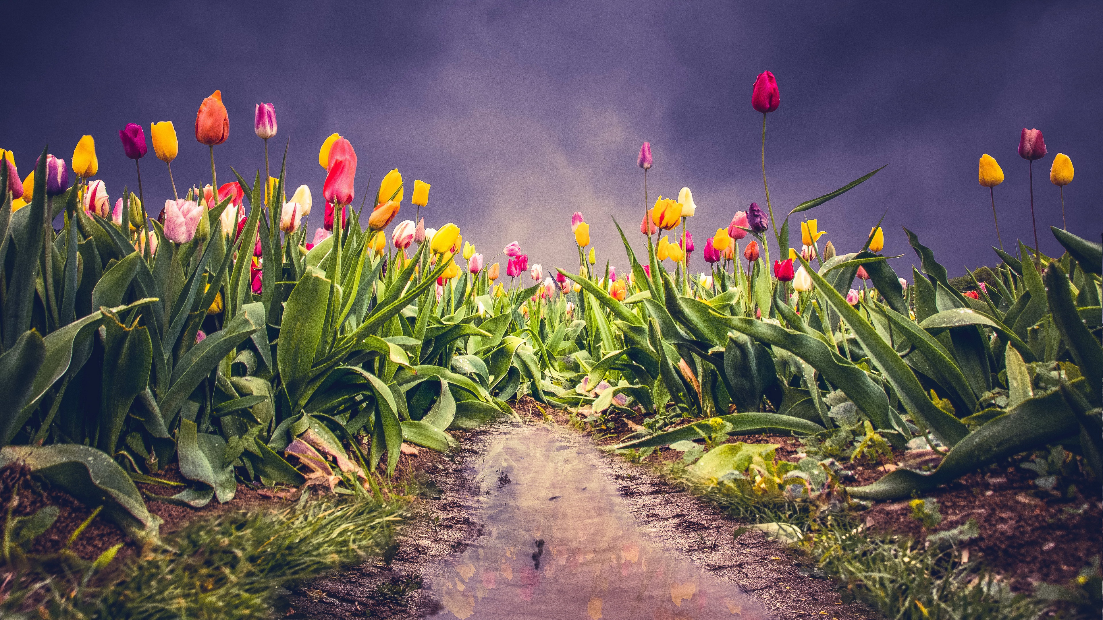 Laden Sie das Blumen, Tulpe, Erde/natur-Bild kostenlos auf Ihren PC-Desktop herunter