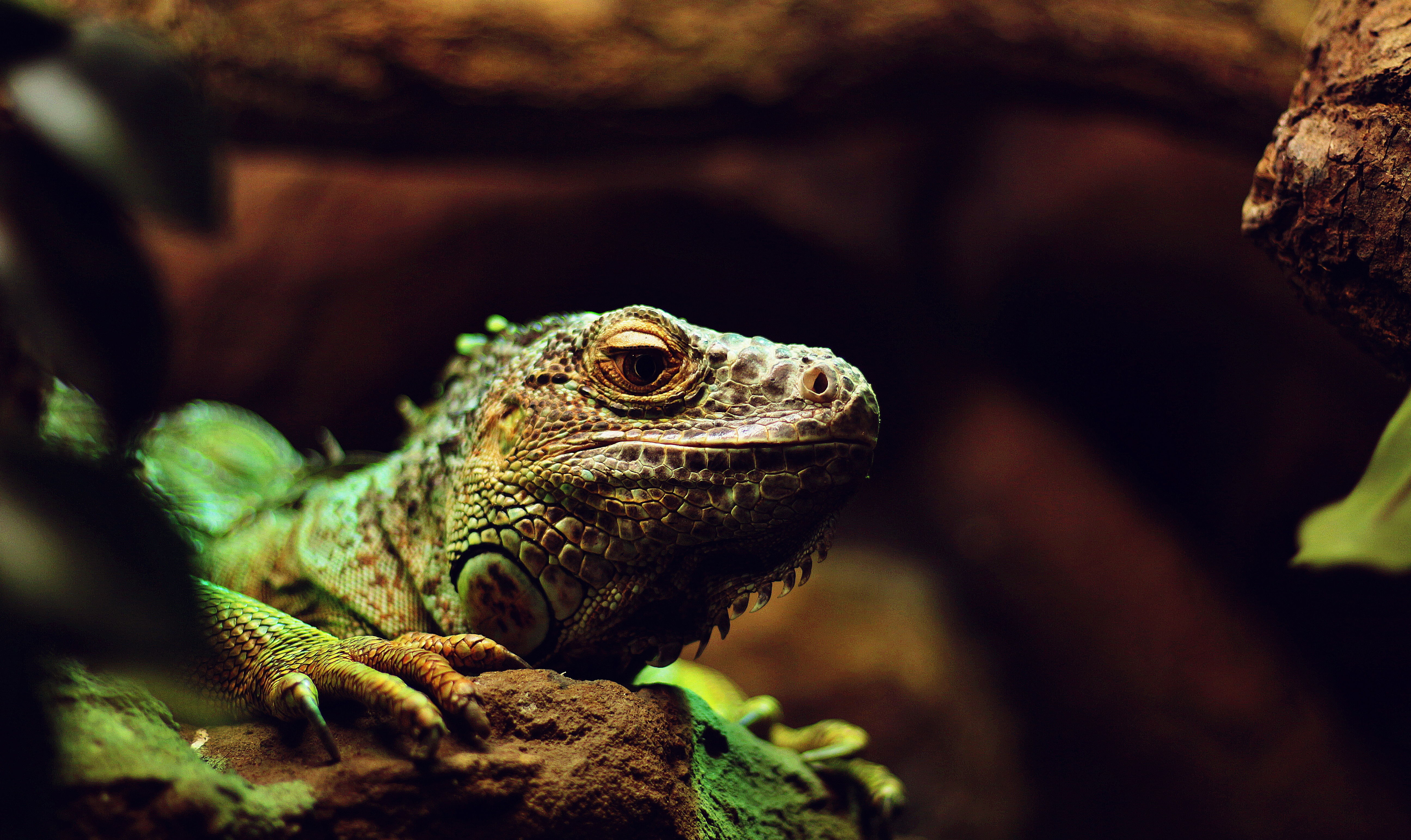 Descarga gratis la imagen Animales, Lagarto, Reptil, Reptiles, Iguana en el escritorio de tu PC