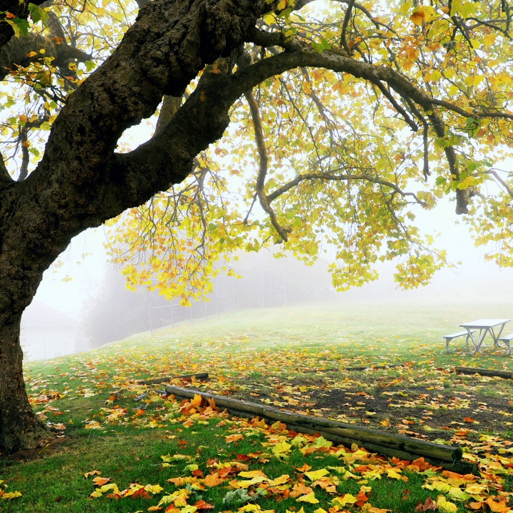 Скачать картинку Природа, Деревья, Осень, Парк, Дерево, Туман, Лист, Листва, Падать, Земля/природа в телефон бесплатно.