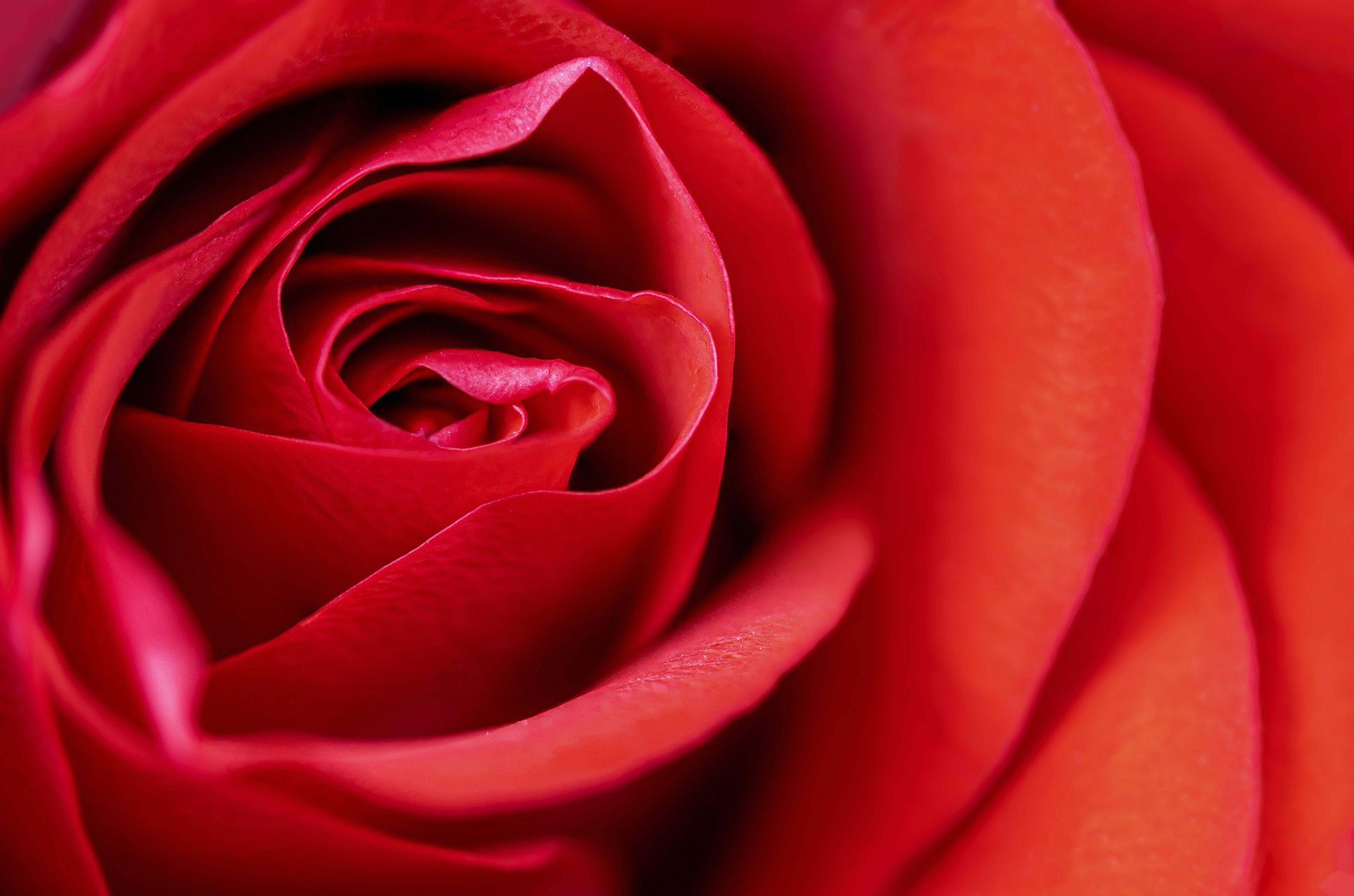 Téléchargez des papiers peints mobile Macro, Pétales, Fleur, Rose, Une Rose gratuitement.