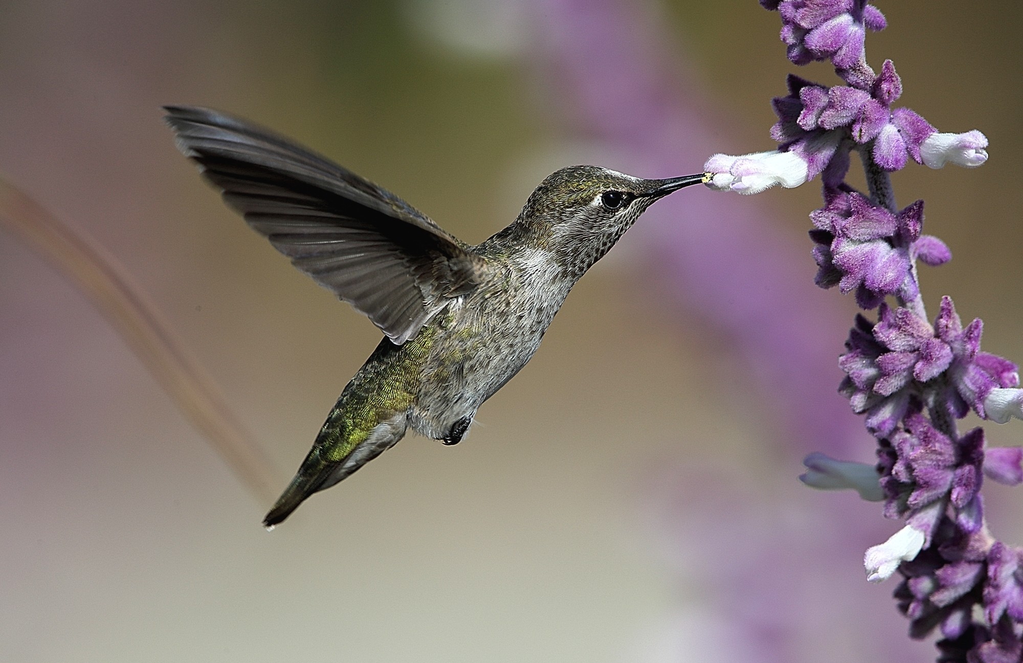 Download mobile wallpaper Hummingbird, Flight, Birds, Animal for free.