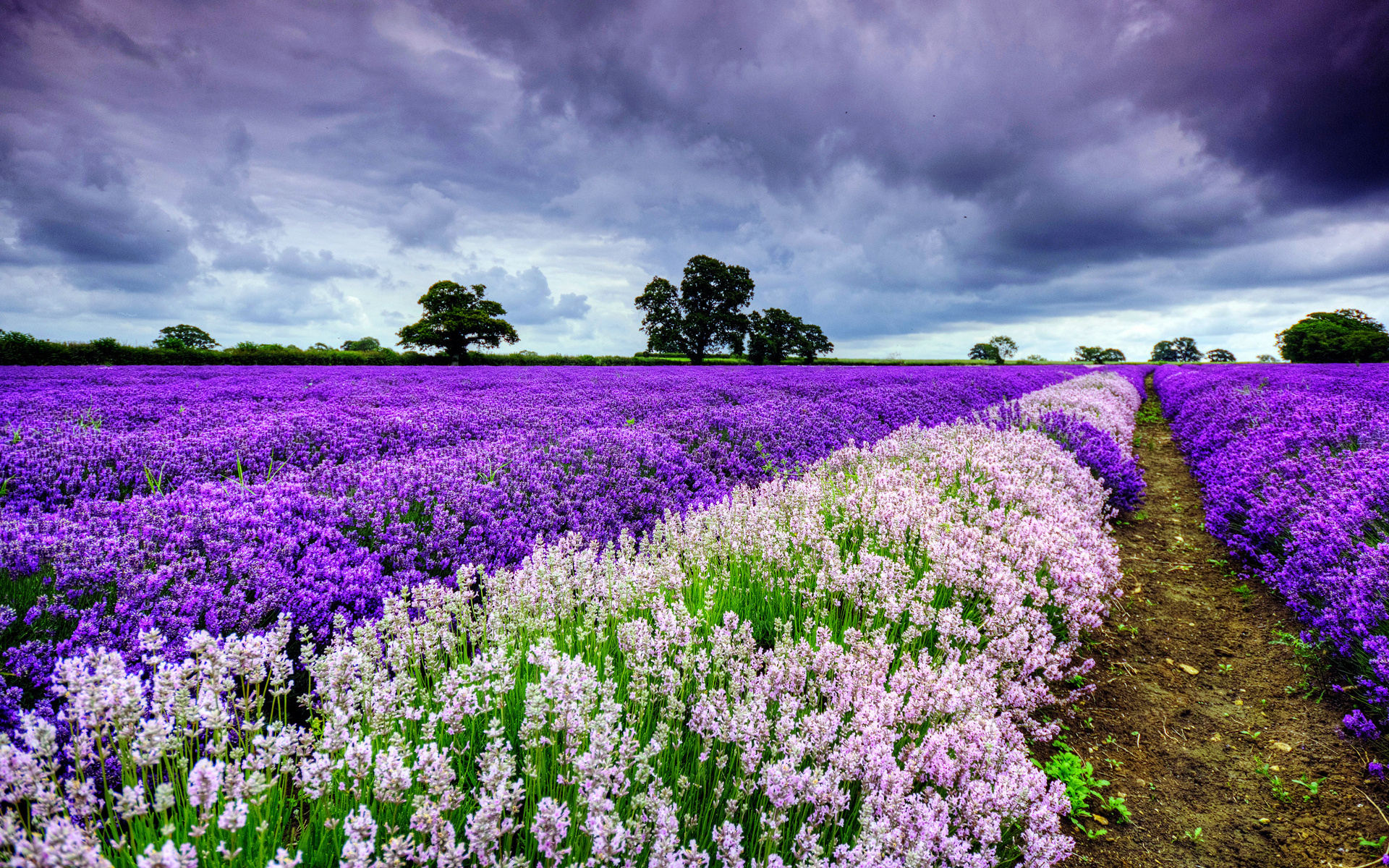 Download mobile wallpaper Earth, Lavender for free.