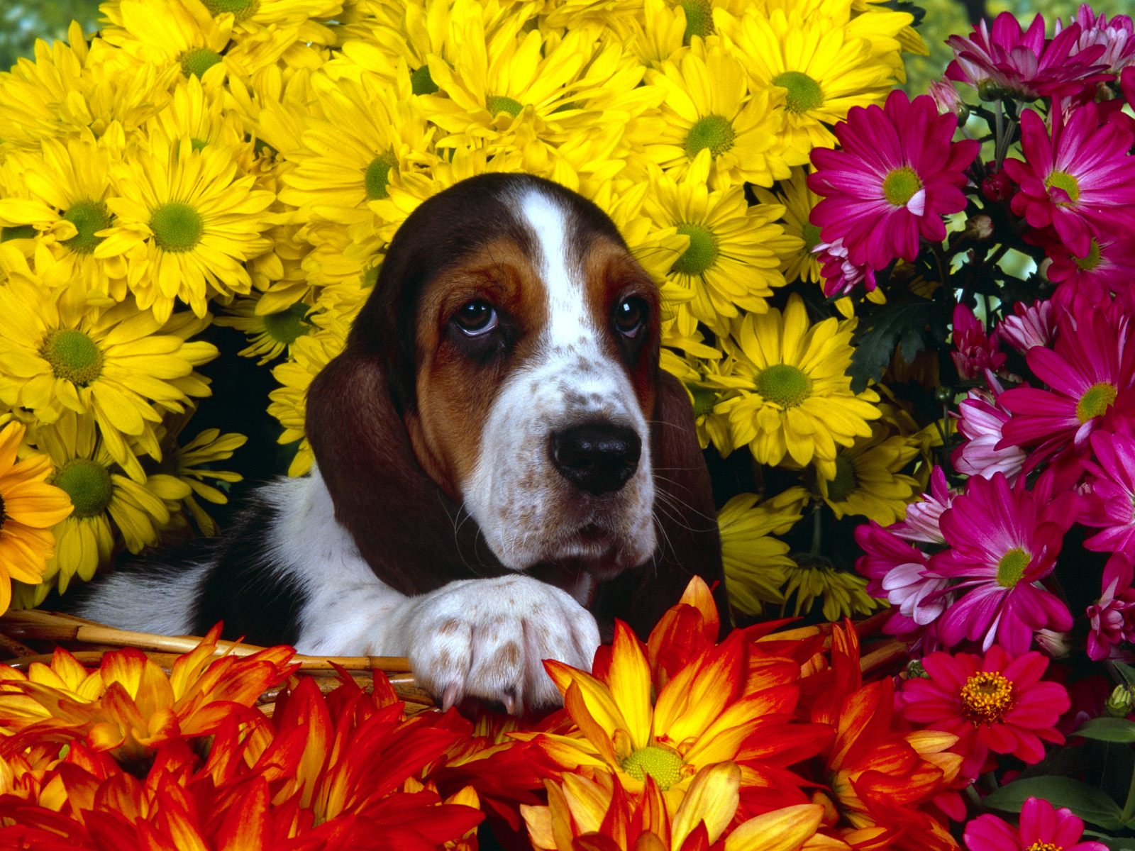 1439933 descargar fondo de pantalla animales, basset hound, lindo, perro: protectores de pantalla e imágenes gratis