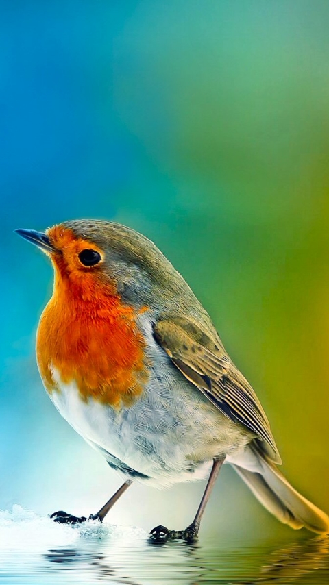 Téléchargez des papiers peints mobile Animaux, Oiseau, Coloré, Rouge Gorge, Des Oiseaux gratuitement.