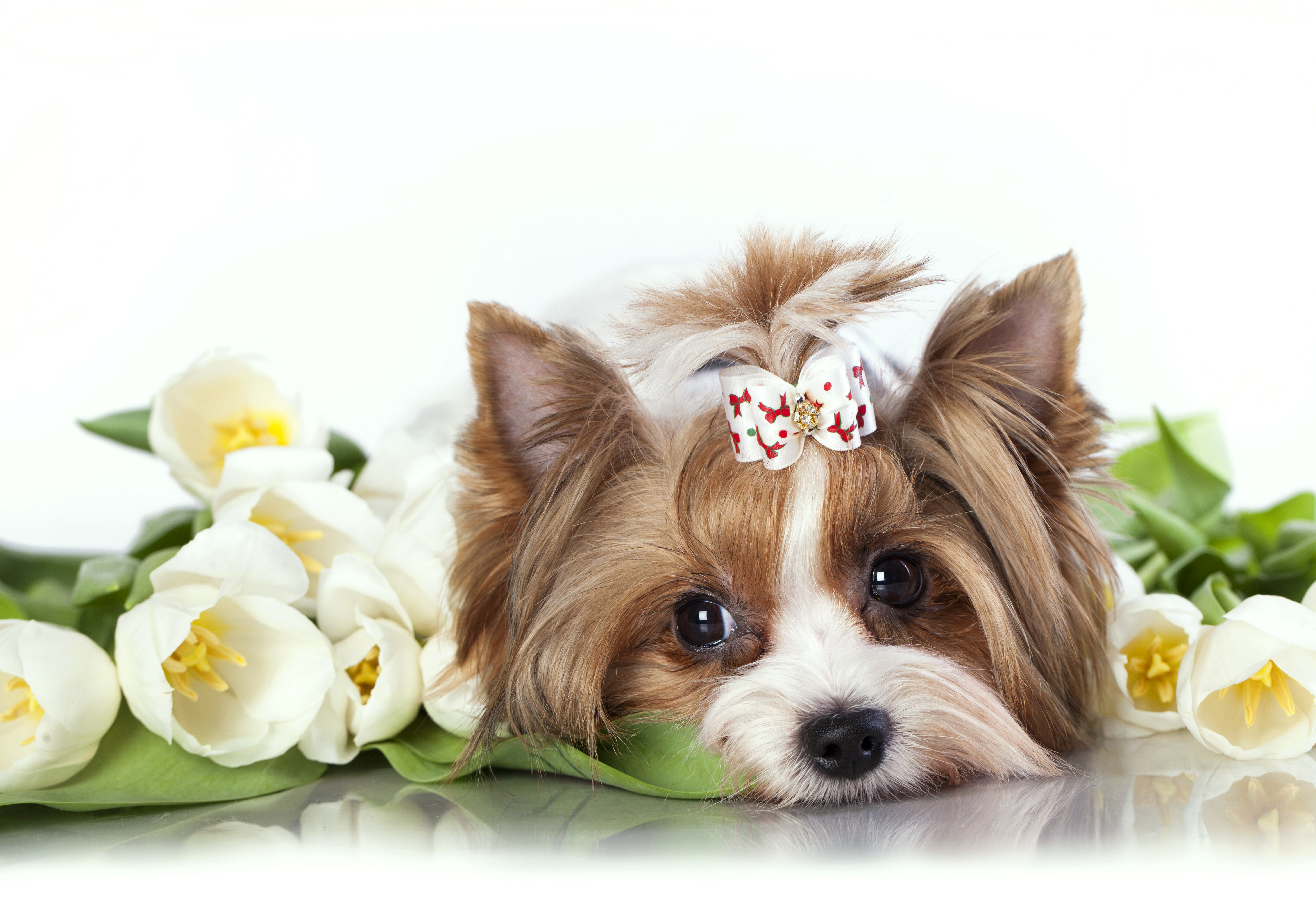 Handy-Wallpaper Tiere, Hunde, Hund, Yorkshire Terrier, Tulpe kostenlos herunterladen.