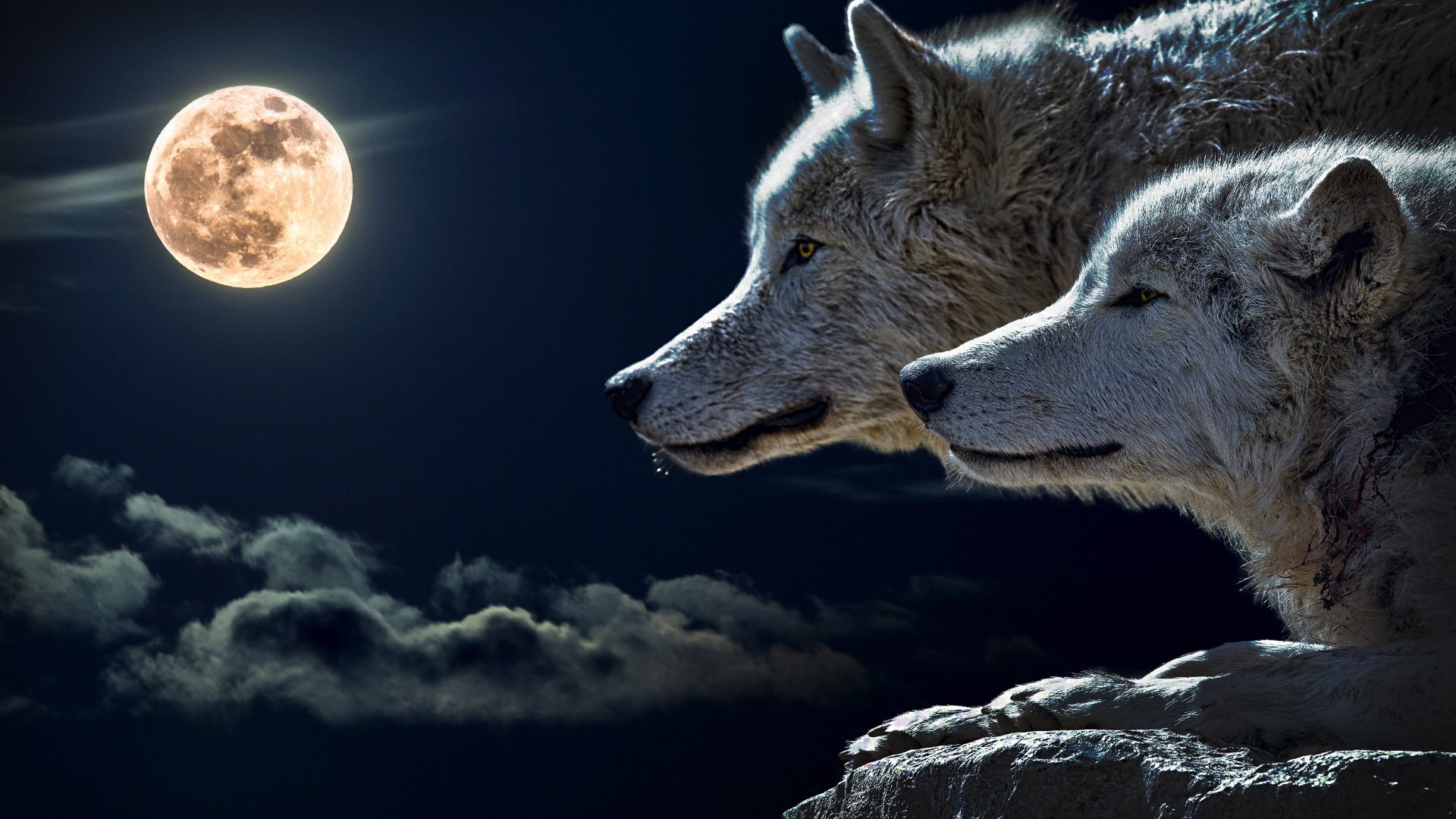 Téléchargez gratuitement l'image Animaux, Lune, Loup, Wolves sur le bureau de votre PC
