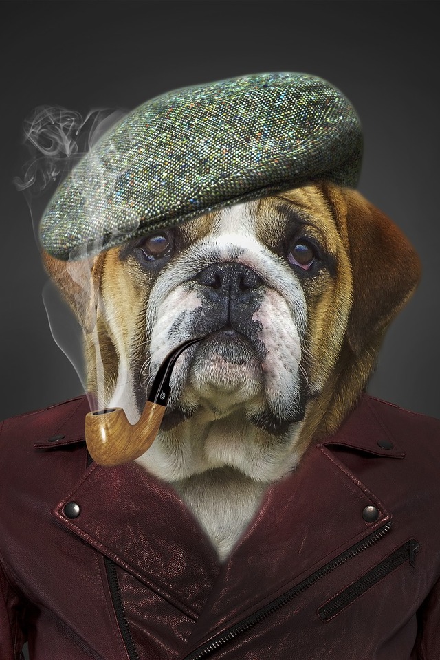 humor, dog, pipe, hat, bulldog, smoking, funny 2160p