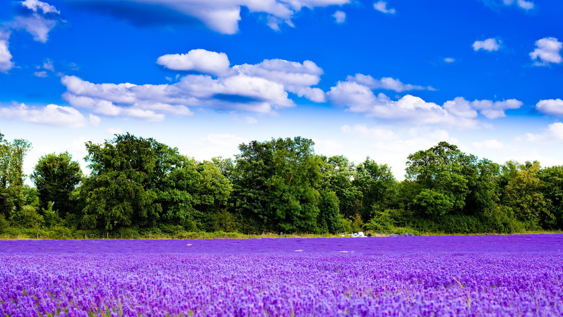 Free download wallpaper Flowers, Flower, Tree, Earth, Lavender on your PC desktop