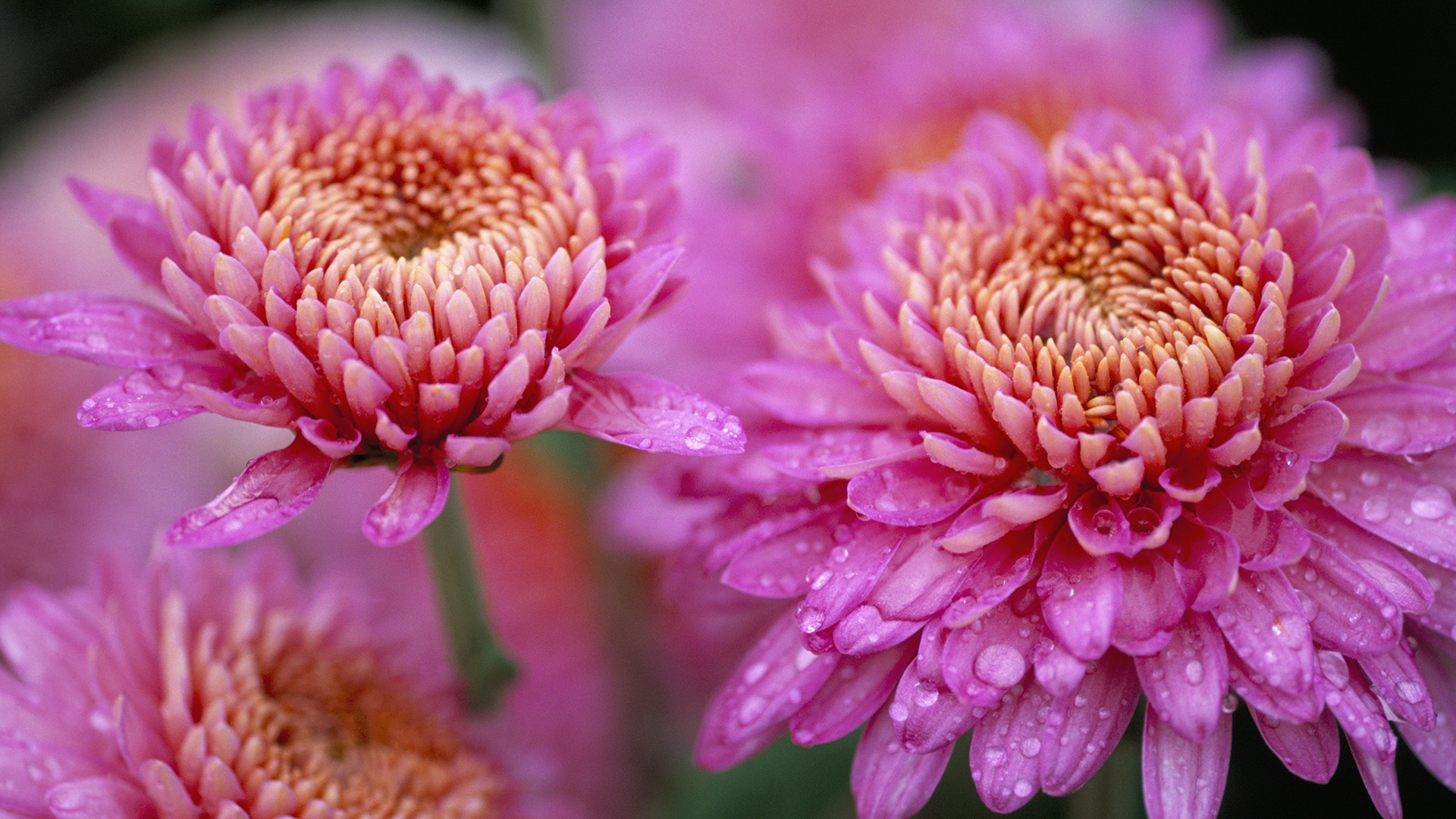 Descarga gratis la imagen Flores, Flor, Tierra/naturaleza en el escritorio de tu PC