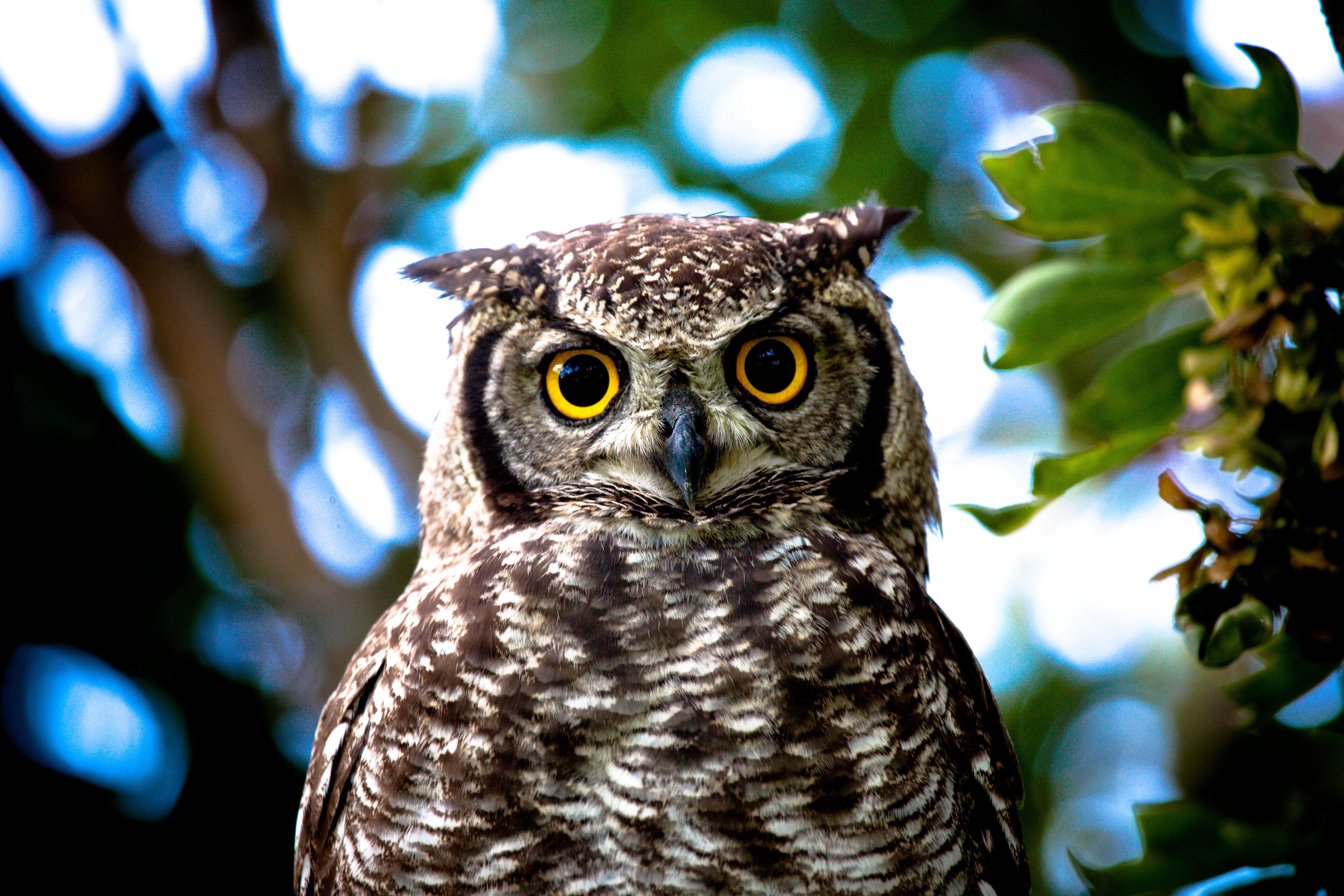 Free download wallpaper Close Up, Yellow Eyes, Animals, Owl on your PC desktop
