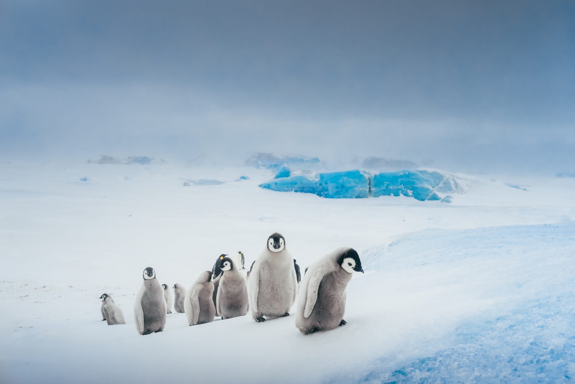 Baixe gratuitamente a imagem Animais, Aves, Pássaro, Pinguim na área de trabalho do seu PC